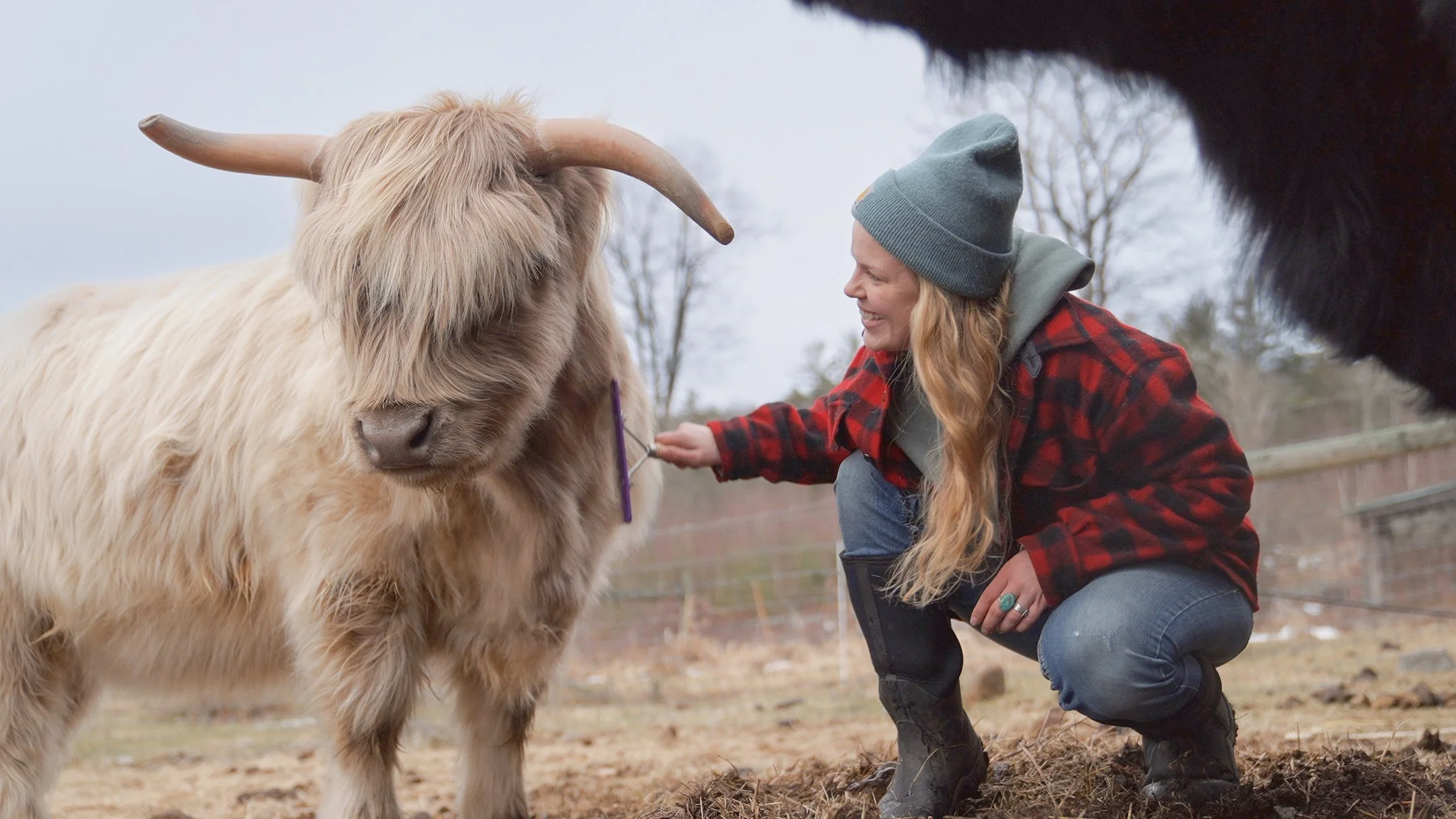 Shaggy Cow-1.jpg