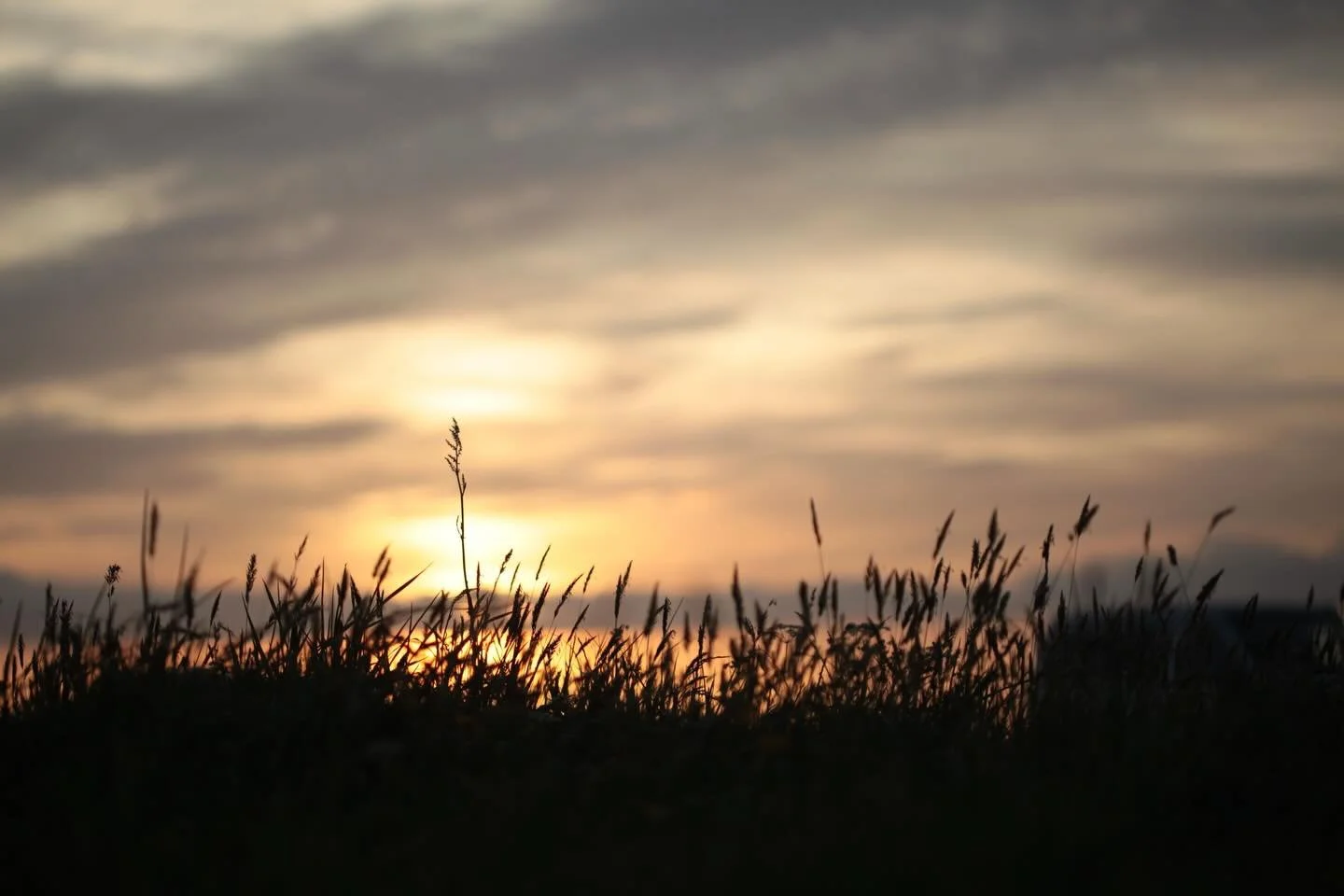 Happy Earth Day from Maker Heights 🫶 🌿 

Up here at Maker it&rsquo;s all long grass, big skies and a fab mix of artists, campers, kids, dogs, gigs and good food. The rare grassland and historic buildings are tended by a small group of volunteers wh