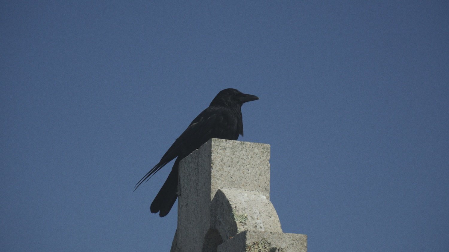 Black bird perched on top of a concrete structure against a clear blue sky.