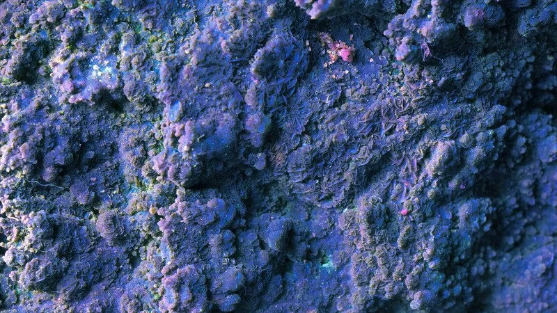 Close-up of a colorful coral reef with purple and blue coral formations.