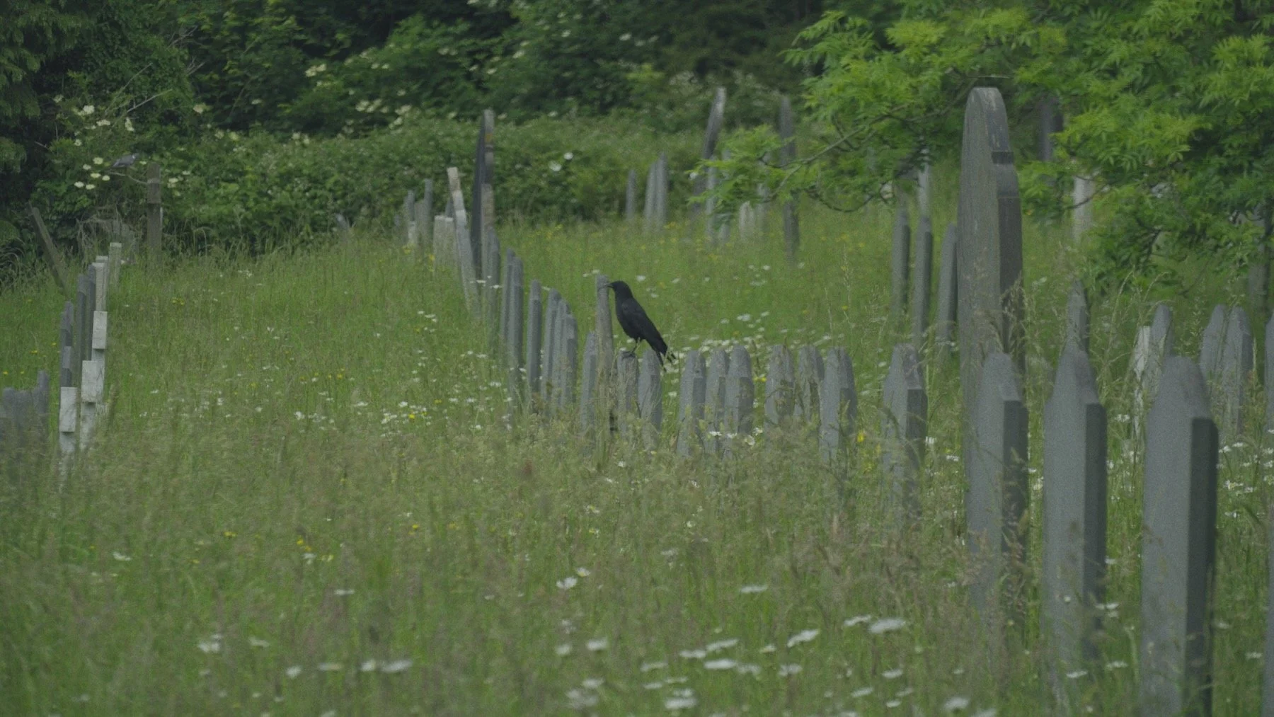 A cemetery with green grass, grass flowers, and numerous tombstones with a black bird perched on one of the tombstones.