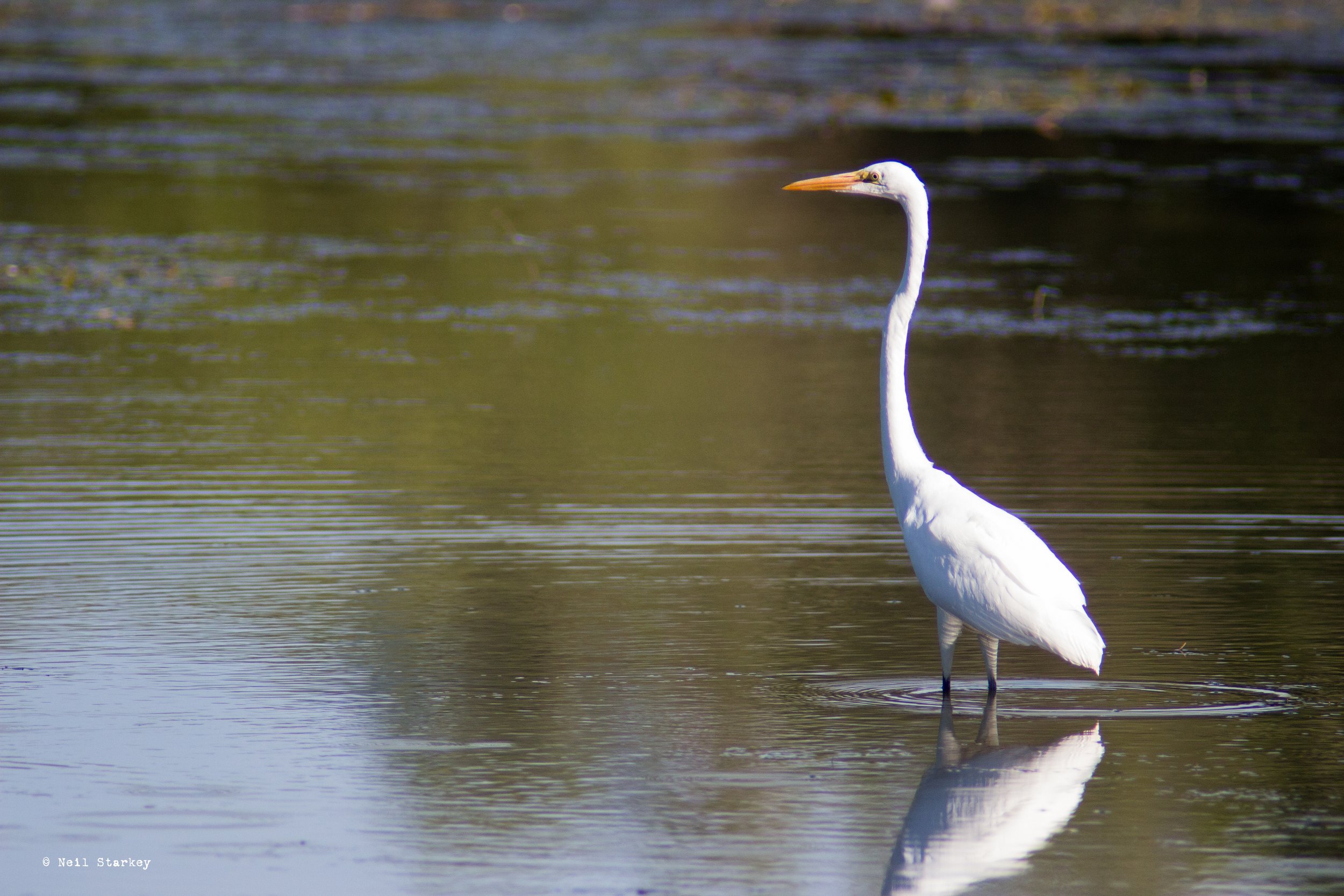 Cranes04.jpg