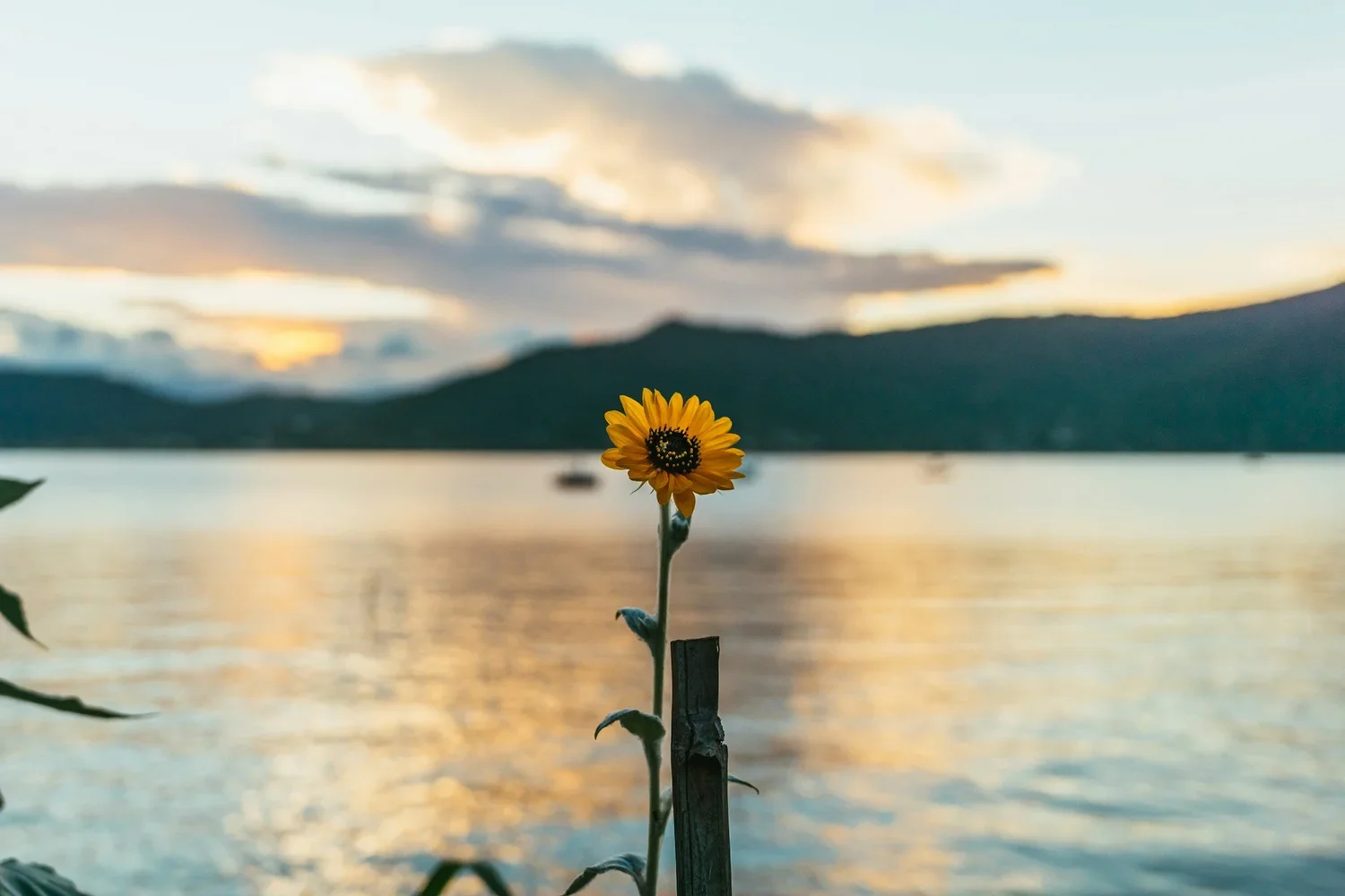 Sunflower growing next to a lake