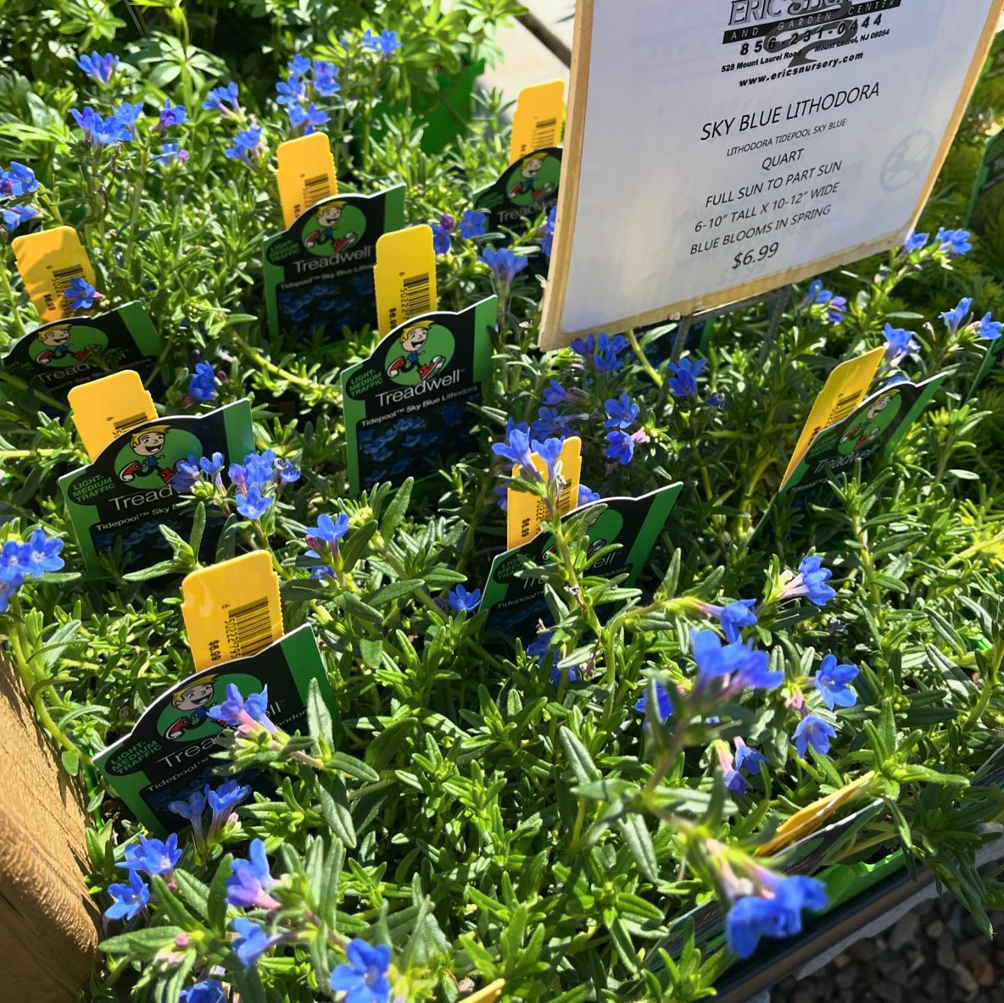 Come check out our stunning selections in the nursery ☀️💐