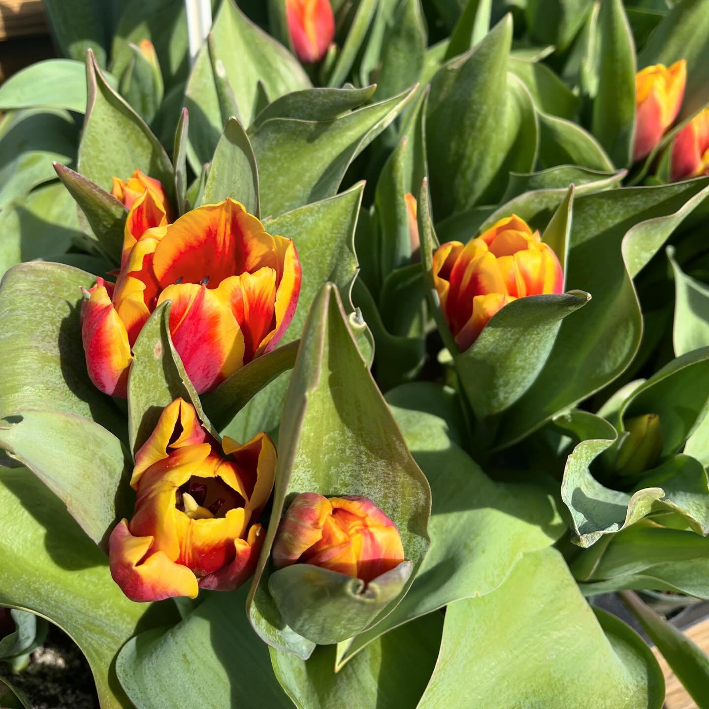Celebrating spring time with our beautiful collection of tulips, lilies, and daffodils