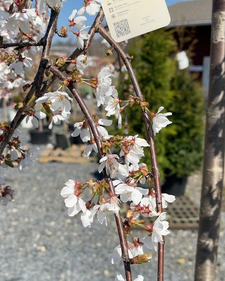 Introducing the Snow Fountain Weeping Cherry Tree 🌸 This plant&rsquo;s naturally weeping branches bloom in the spring covering itself in showy, snowy white flowers. Snow fountains are very disease and insect resistant making them the perfect deciduo