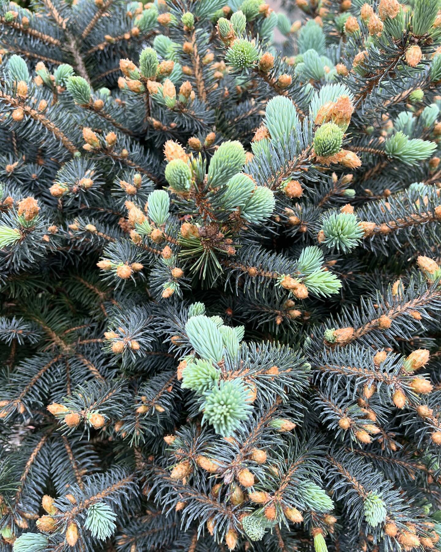 Check out some of our unique evergreens in the nursery! #uniqueplants