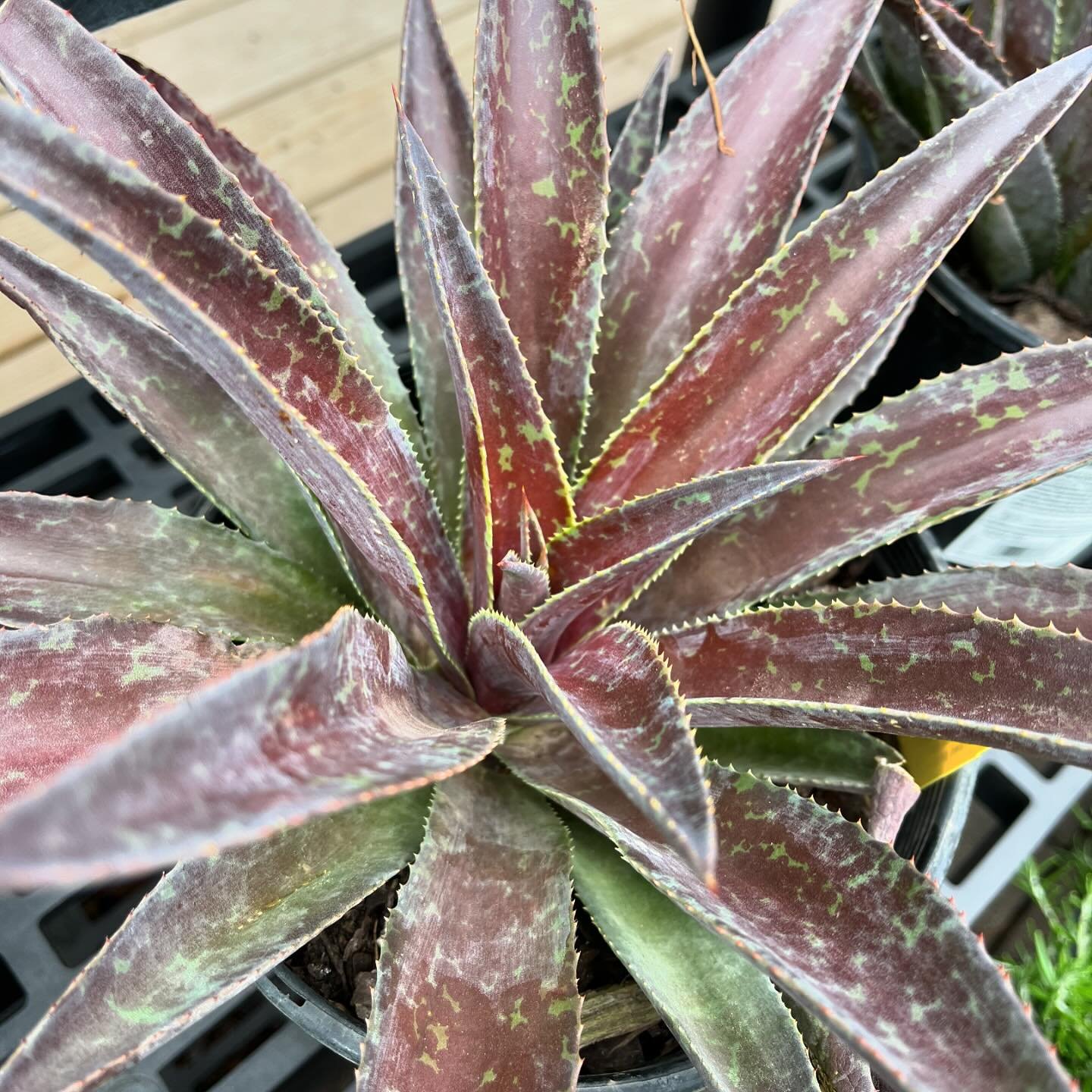 succulents now in the nursery!