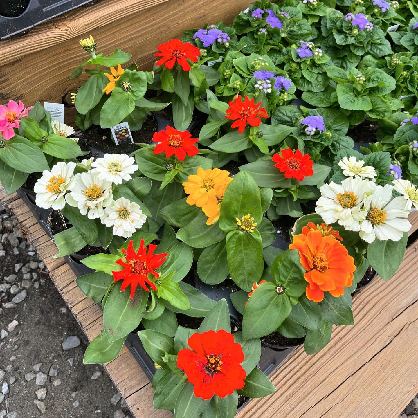 Zinnias, petunias and more are stocked in the nursery! Come by and check them out, open until 5pm today 🌱