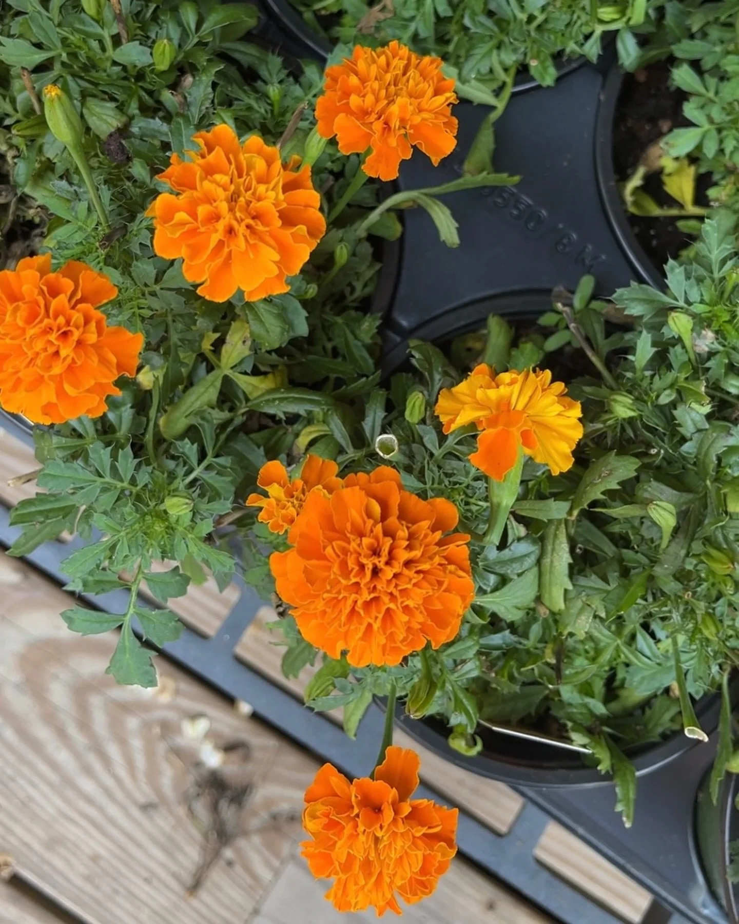 Introducing Marigolds 🍂

Marigolds are easy to grow and fast growing making them a great beginner friendly plant. They are edible flowers that have a spicy lemony scent. Marigolds can be planted on the outskirts of vegetable gardens to protect from 