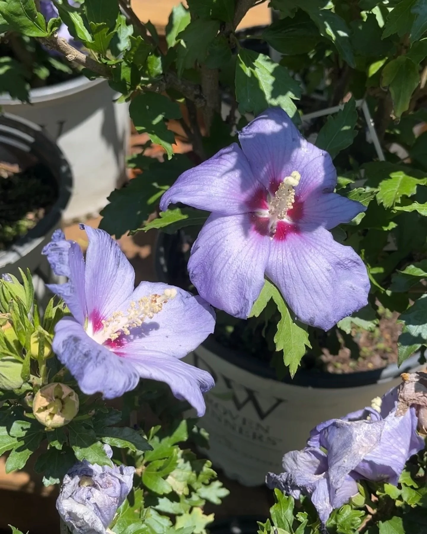 Introducing Rose of Sharon!🌹🌸

Despite its name, Rose of Sharon is not a member of the rose family but a member of the Hibiscus family and is also known as common hibiscus. Rose of Sharon is a long-lasting perennial that can thrive for up to 30 yea