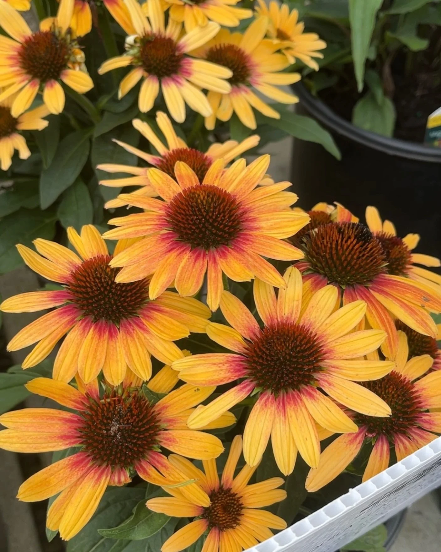 Tequila Sunrise Coneflower 🌼

Available now in the garden center! 

Our sale is still going on&mdash; 20% off all plant materials, 50% off annuals and tropicals, and 30% off edible shrubs, come check it out!