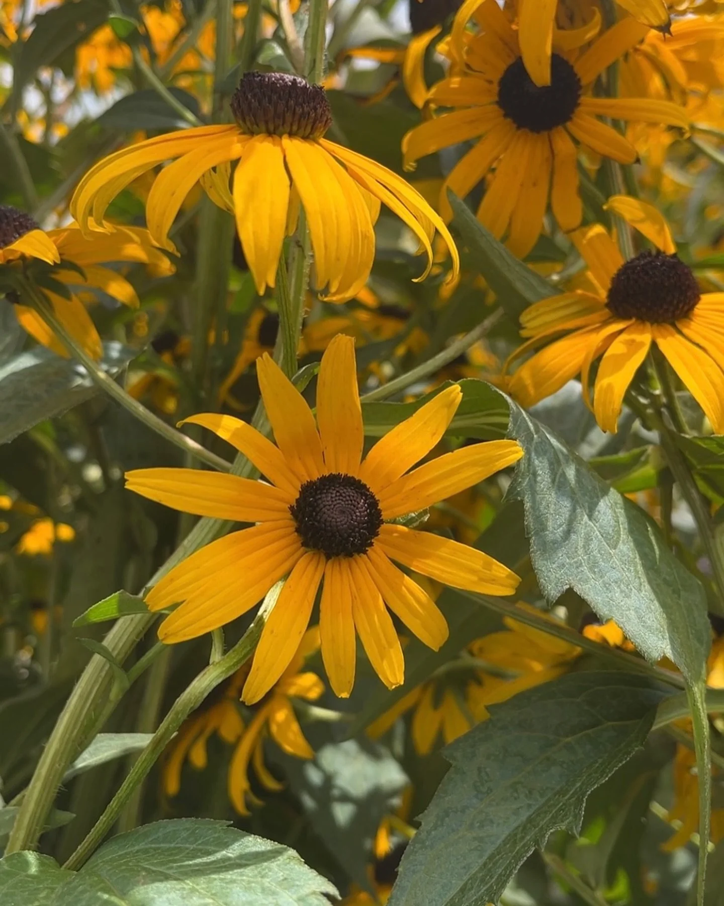 Introducing Black-eyed Susans (Rudbeckia hirta)!🌻

This plant is a member of the sunflower family and is native to central and eastern North America. 

Black-eyed Susans are pioneer plants meaning that they are the first plants to grow in an area da