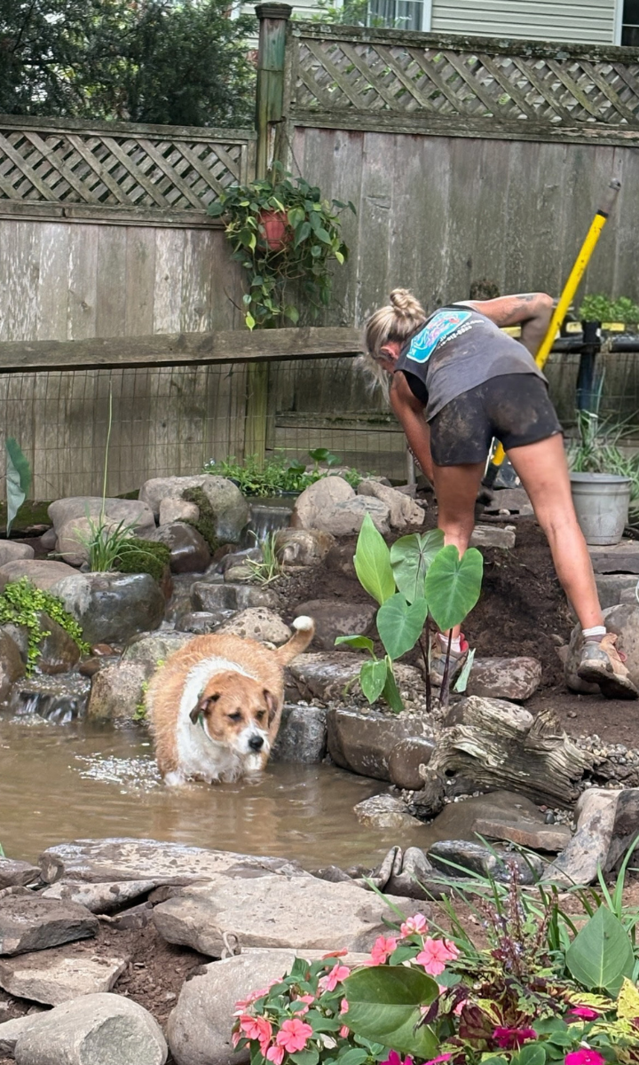 A person working outdoors next to a small pond with rocks, plants, and a dog standing in the water. The person is bending over, wearing a gray shirt and black shorts. The scene is in a backyard enclosed by wooden fencing.