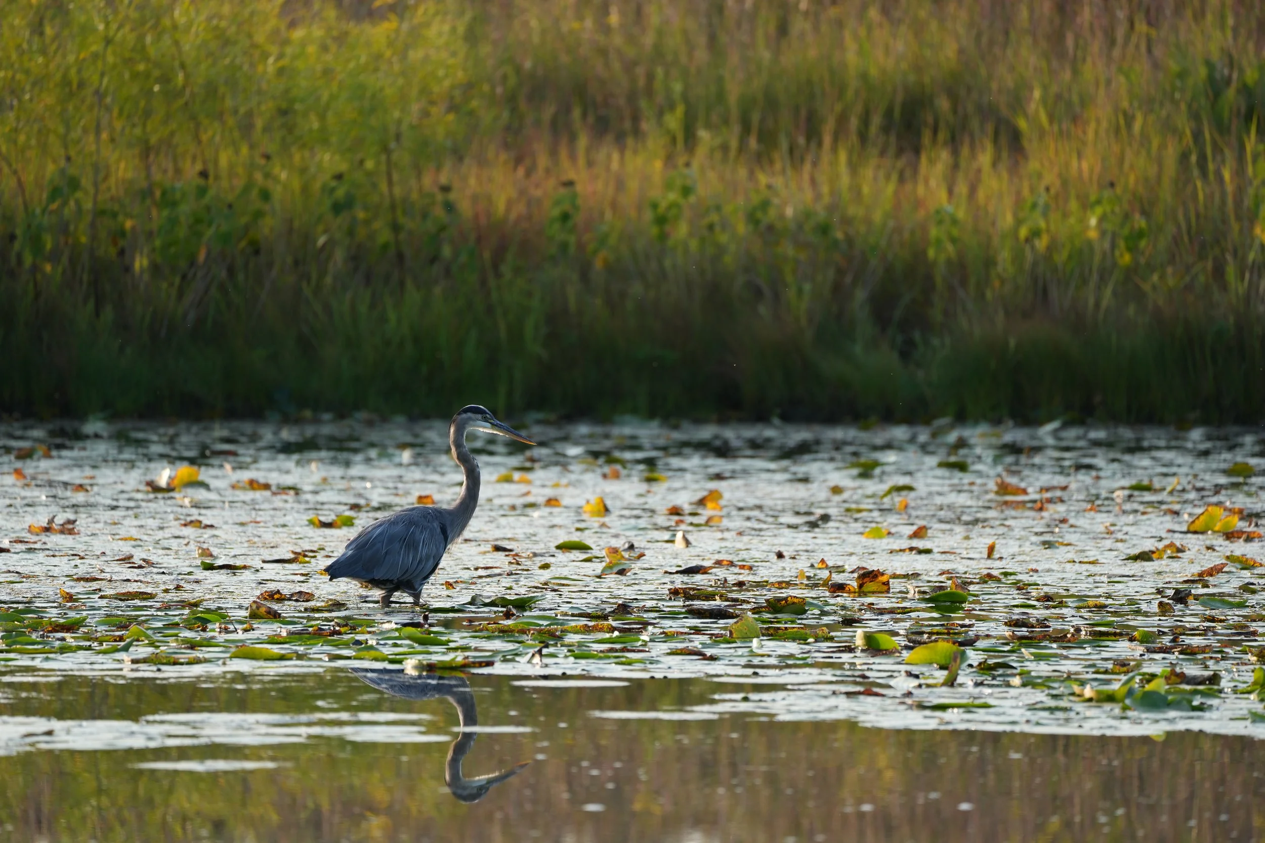 Blue Heron - A1 Sample.JPG