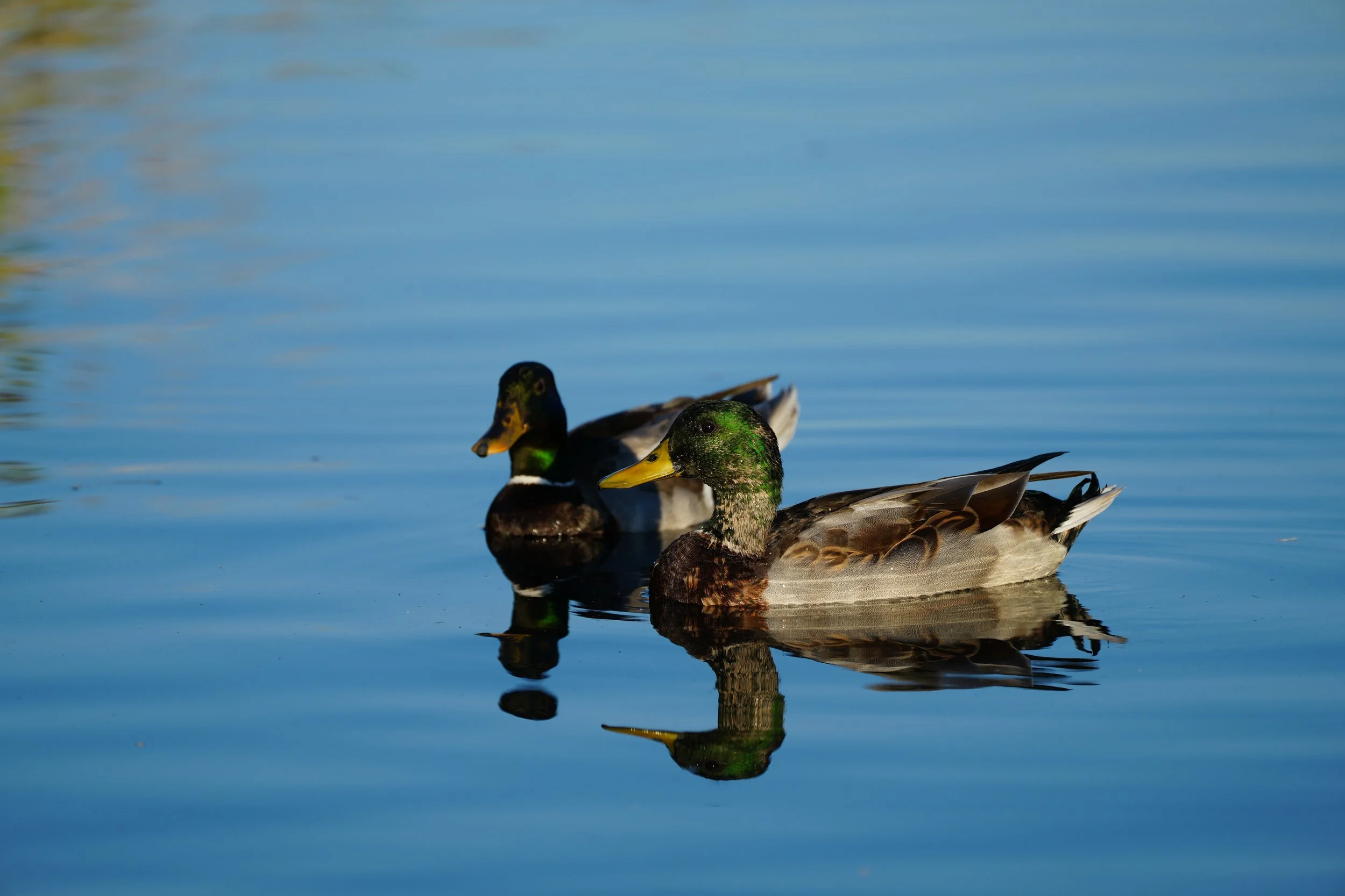 Ducks - A1 Sample.jpeg