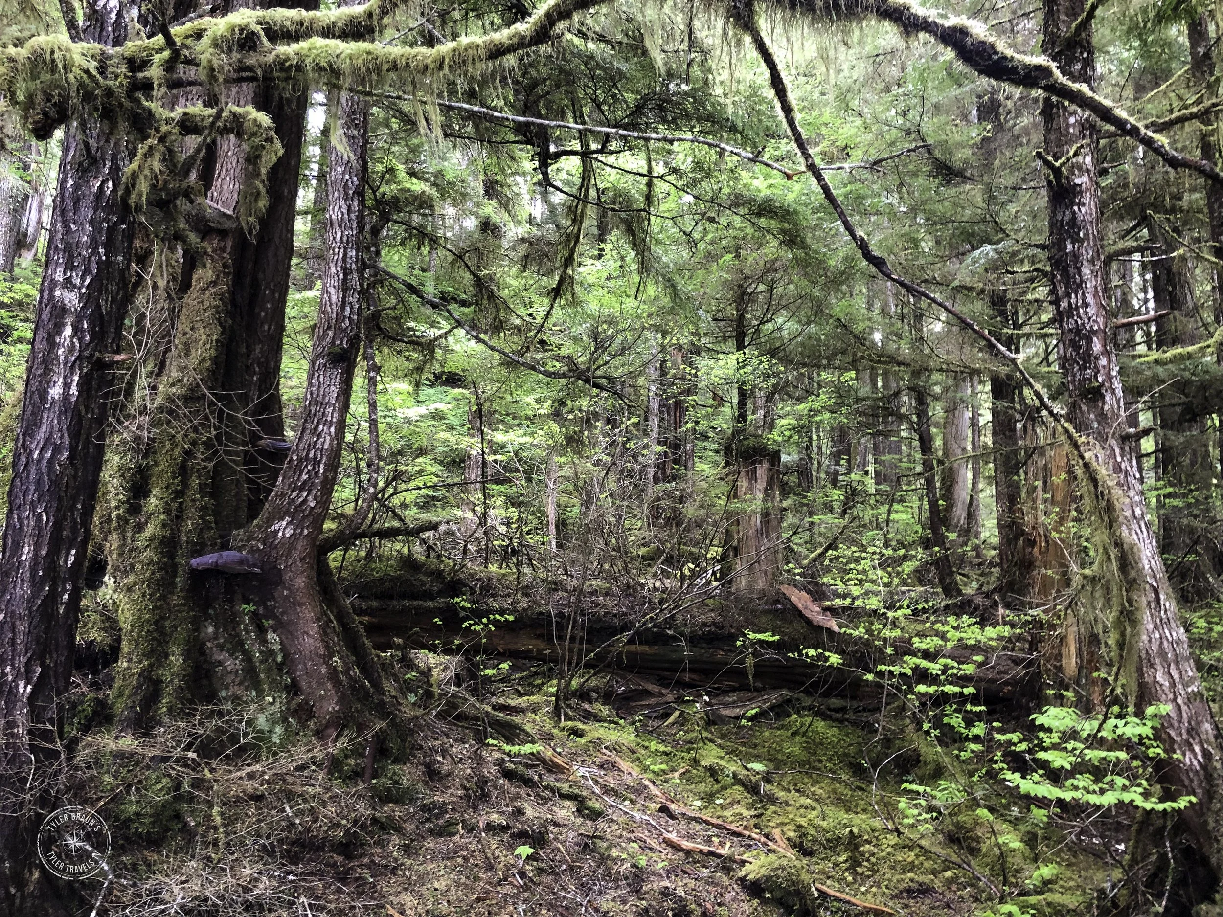 Alaskan Forest