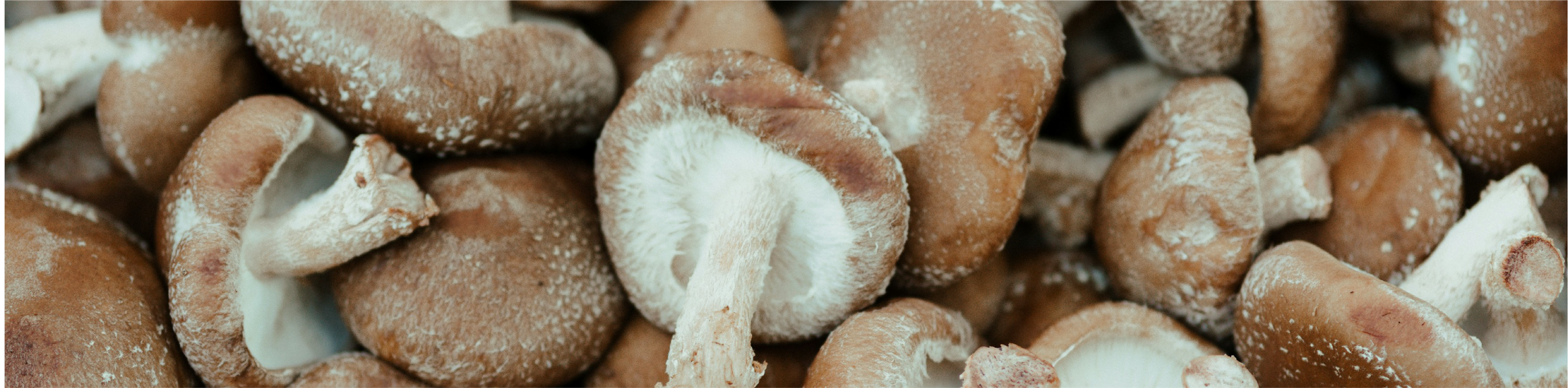 tgb_shiitake_1.png