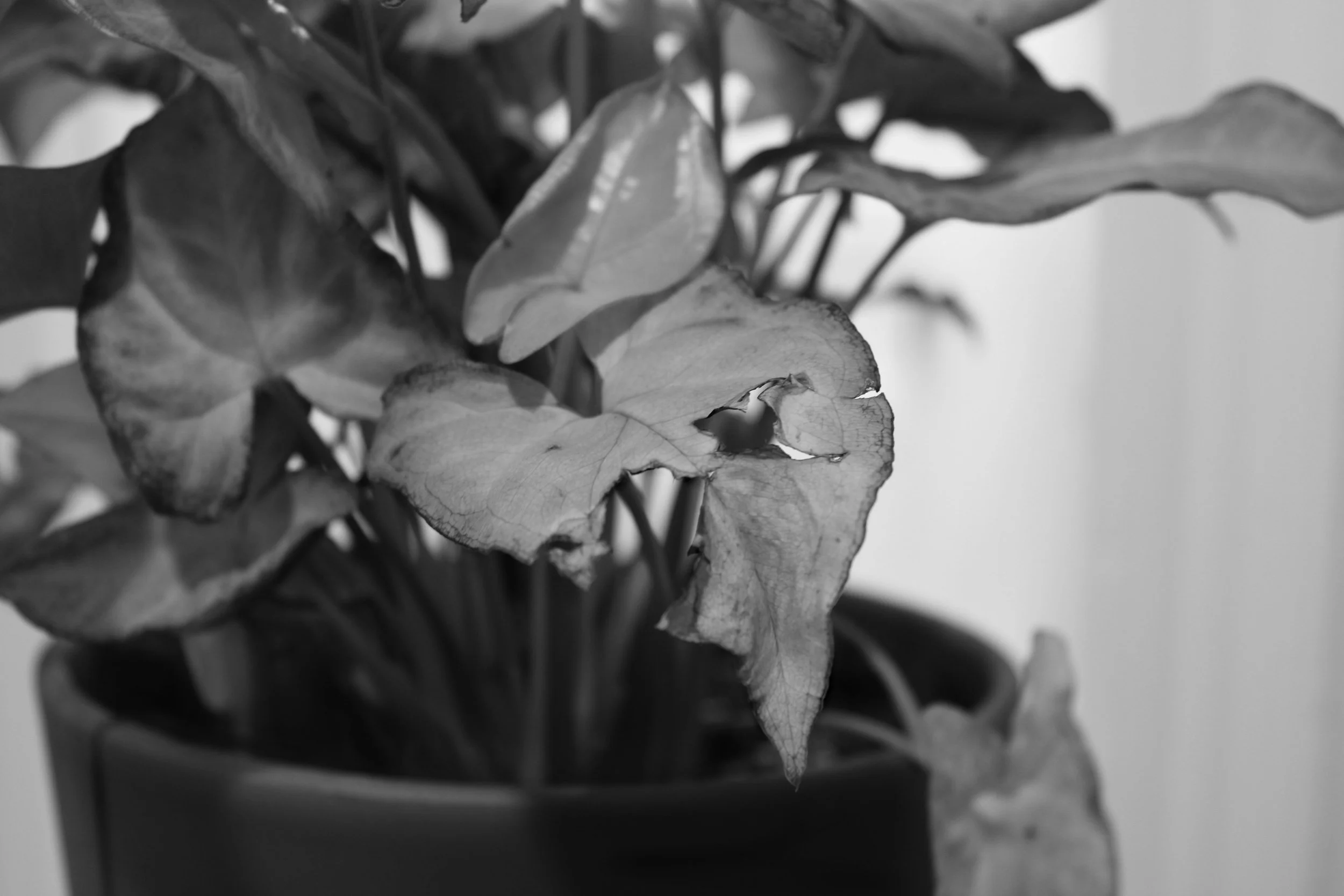 Small depth of field final edited.jpg