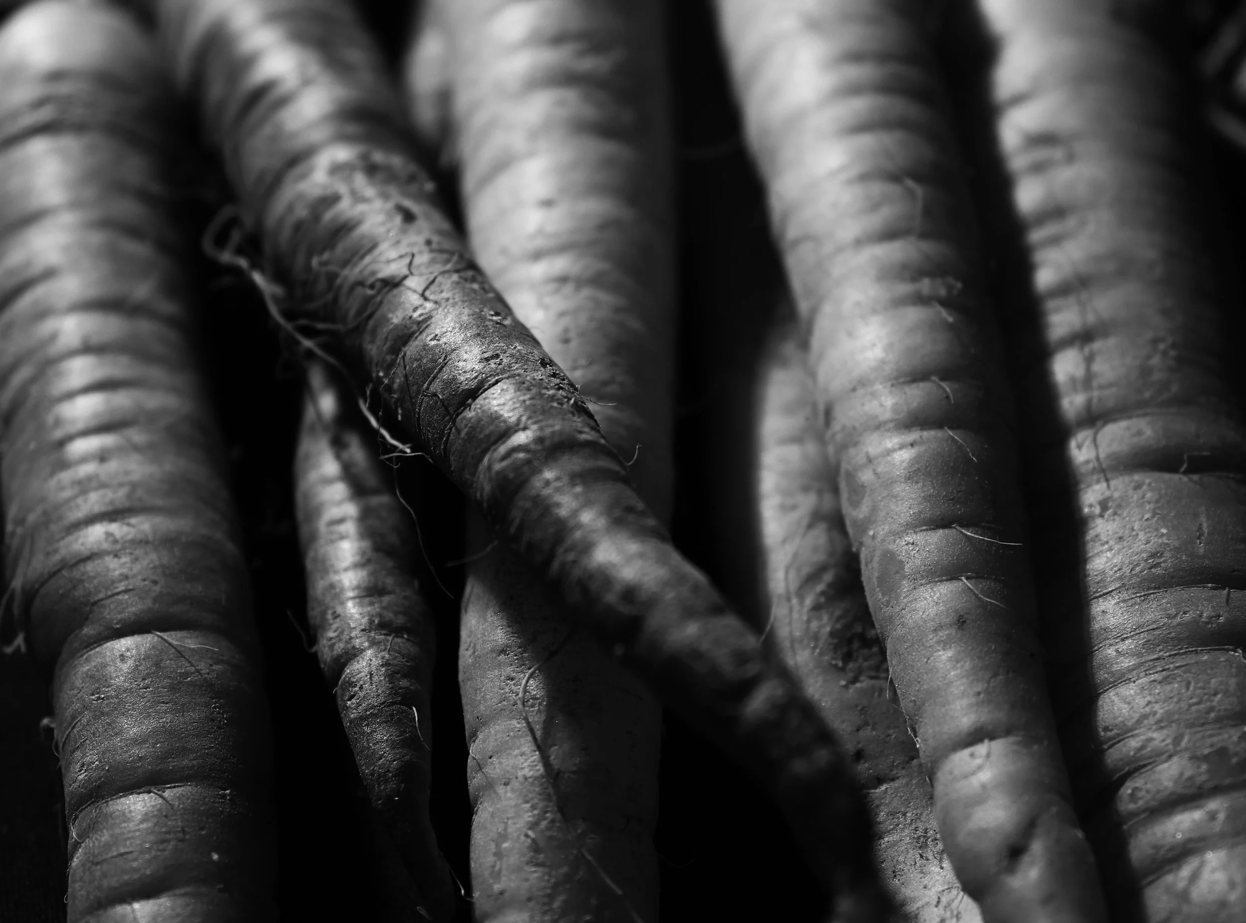 carrots copy.jpg