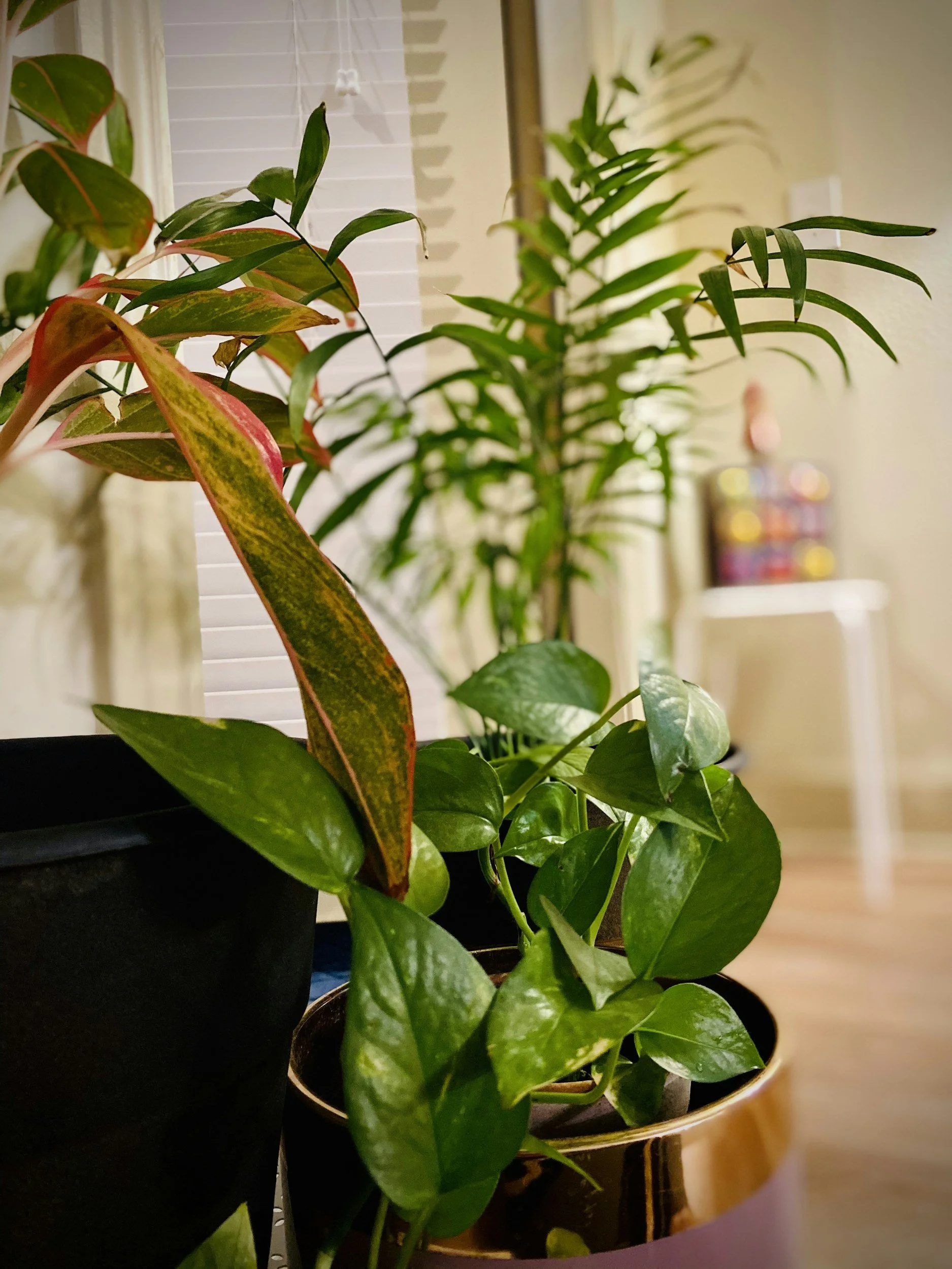Lush green office plant.