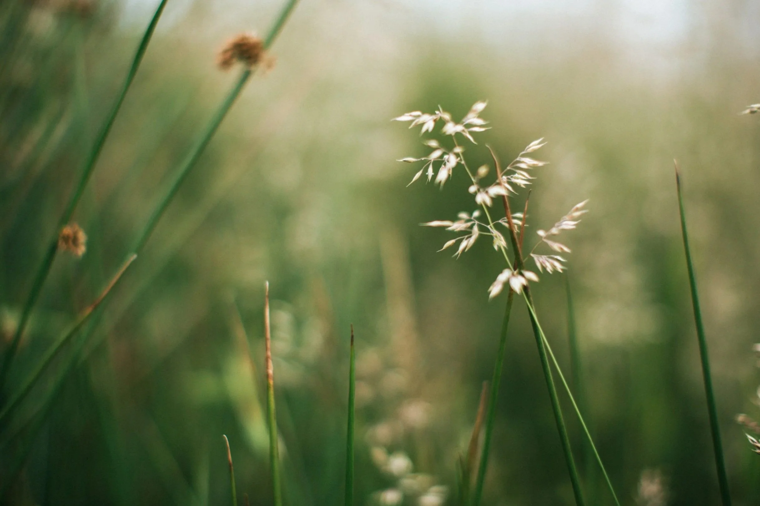 Close-up of delicate grass seed heads among green blades of grass, with a soft blurred background.