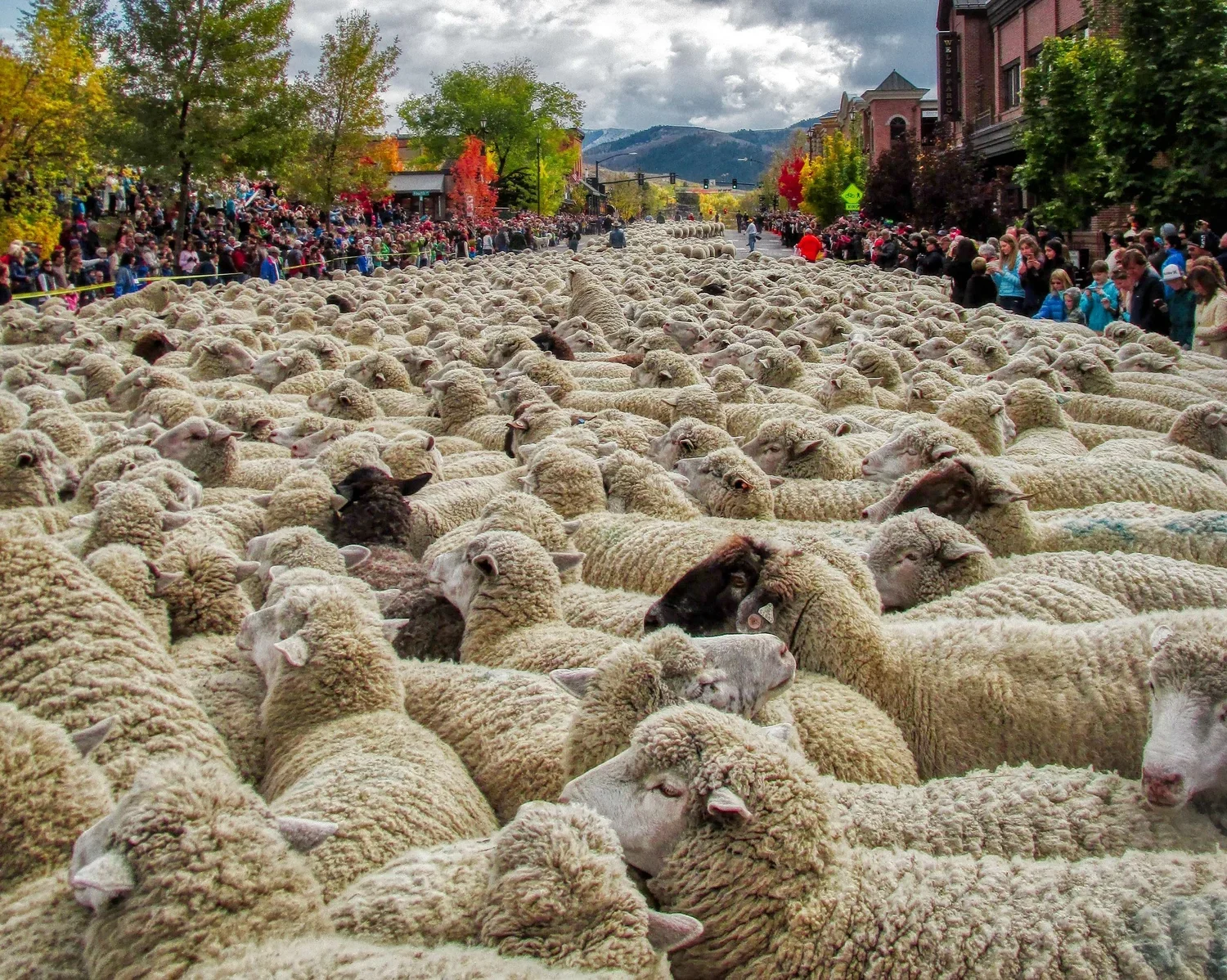 The Argyros Performing Arts Center Lobby is the Festival Headquarters for the Trailing of the Sheep Festival