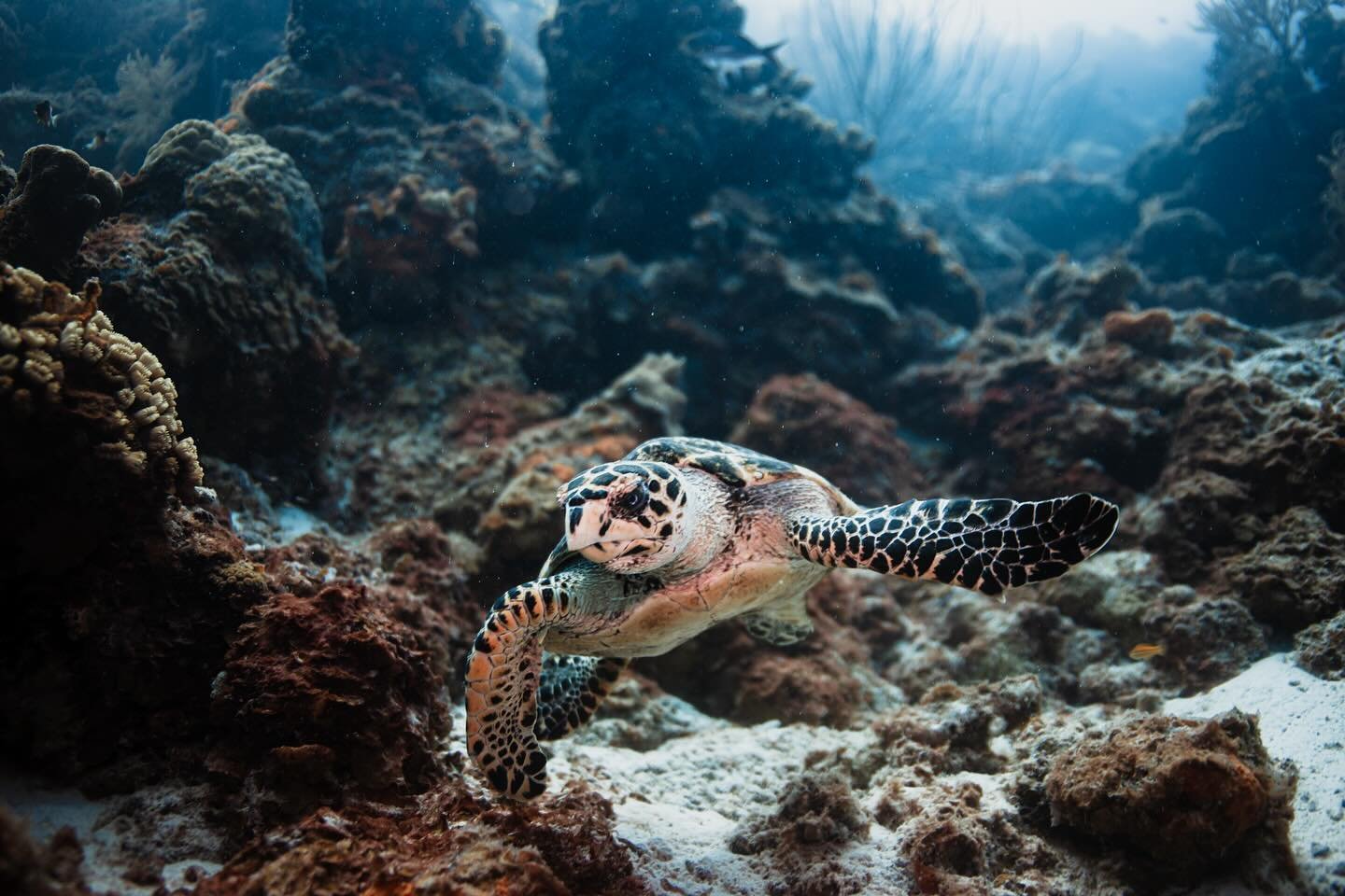 #UnderwaterPhotography
#OceanConservation
#SeaTurtleSighting
#MarineBiology
#NaturePhotography
#EndangeredSpecies
#WildlifePhotography
#OceanLife
#TurtlePhotography