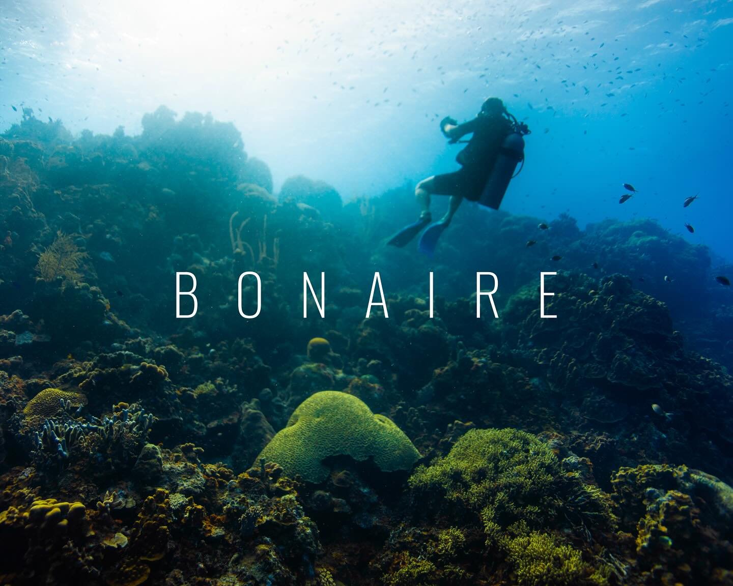 Bonaire Trip 2023
#BonaireUnderwater
#ScubaBonaire
#UnderwaterPhotography
#DiveBonaire
#BonaireDiving
#UnderwaterWorld
#MarineLifePhotography
#ScubaLife
#CoralReefBonaire
#OceanPhotography
#DiversParadise
#UnderTheSea
#ScubaDivingAddicts
#BonaireTrav