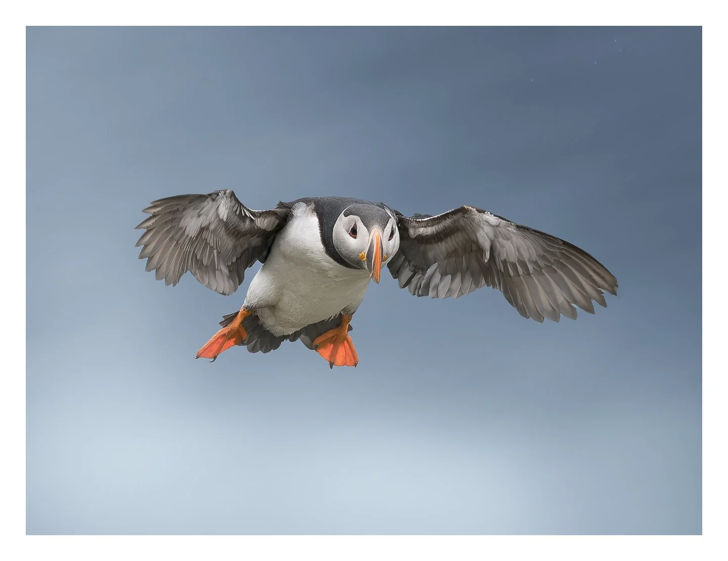 Kimjenssen photography Puffin norway OM system finnmark.jpg