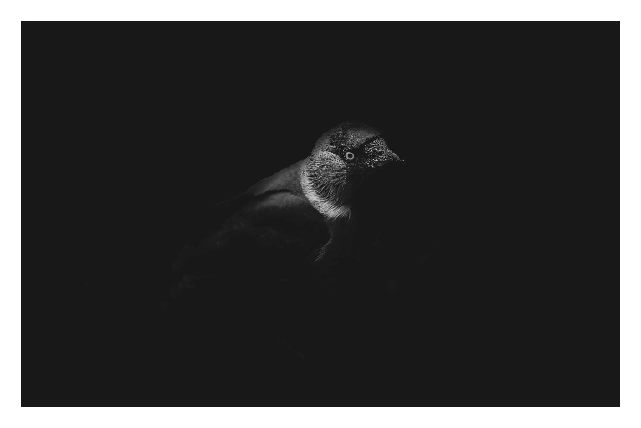 _5M26961-DxO_DeepPRIME XD3_Resize to fit_2048x1366_U_210.jpg