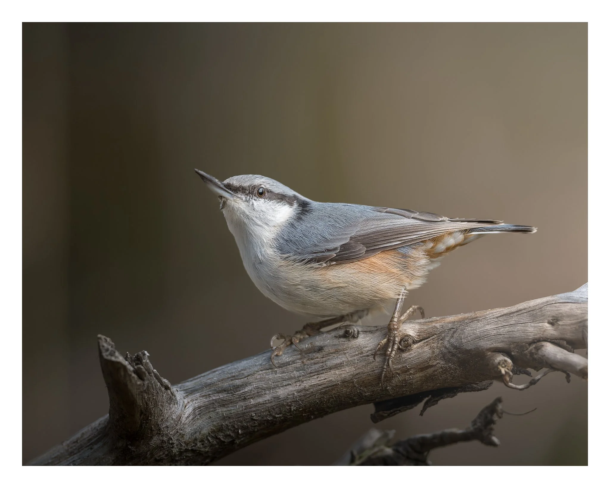 nuthatch posing for the photographer.