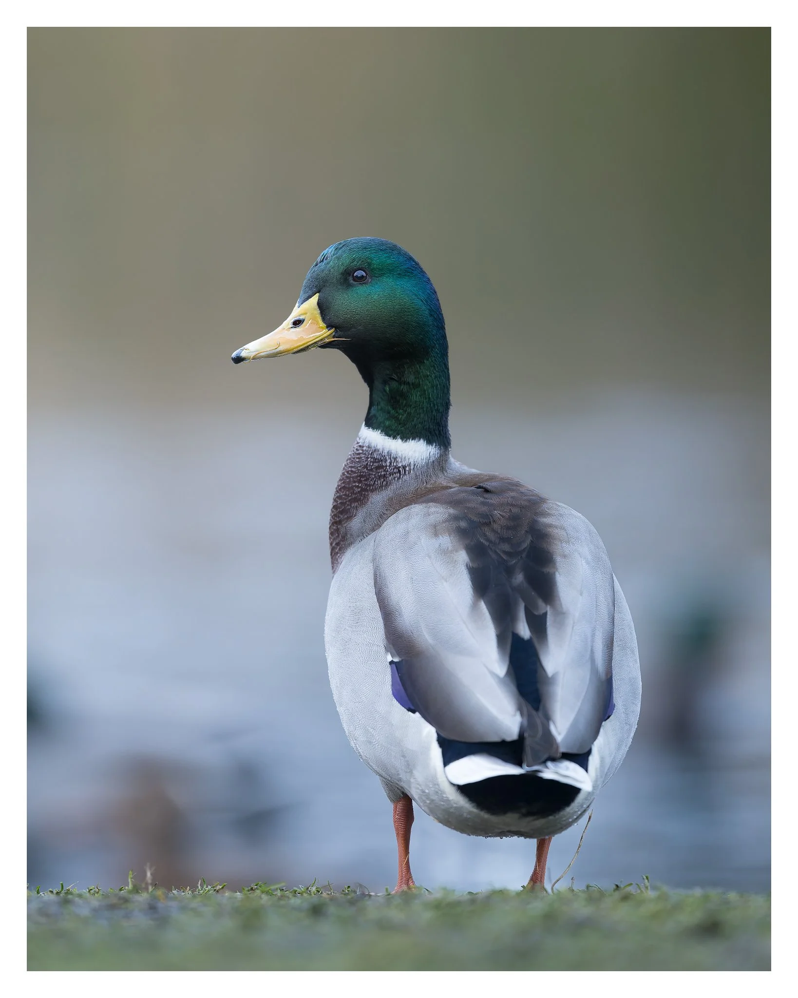 _49A0874-DxO_DeepPRIME XD2s-2_FB_1638x2048_U_200.jpg