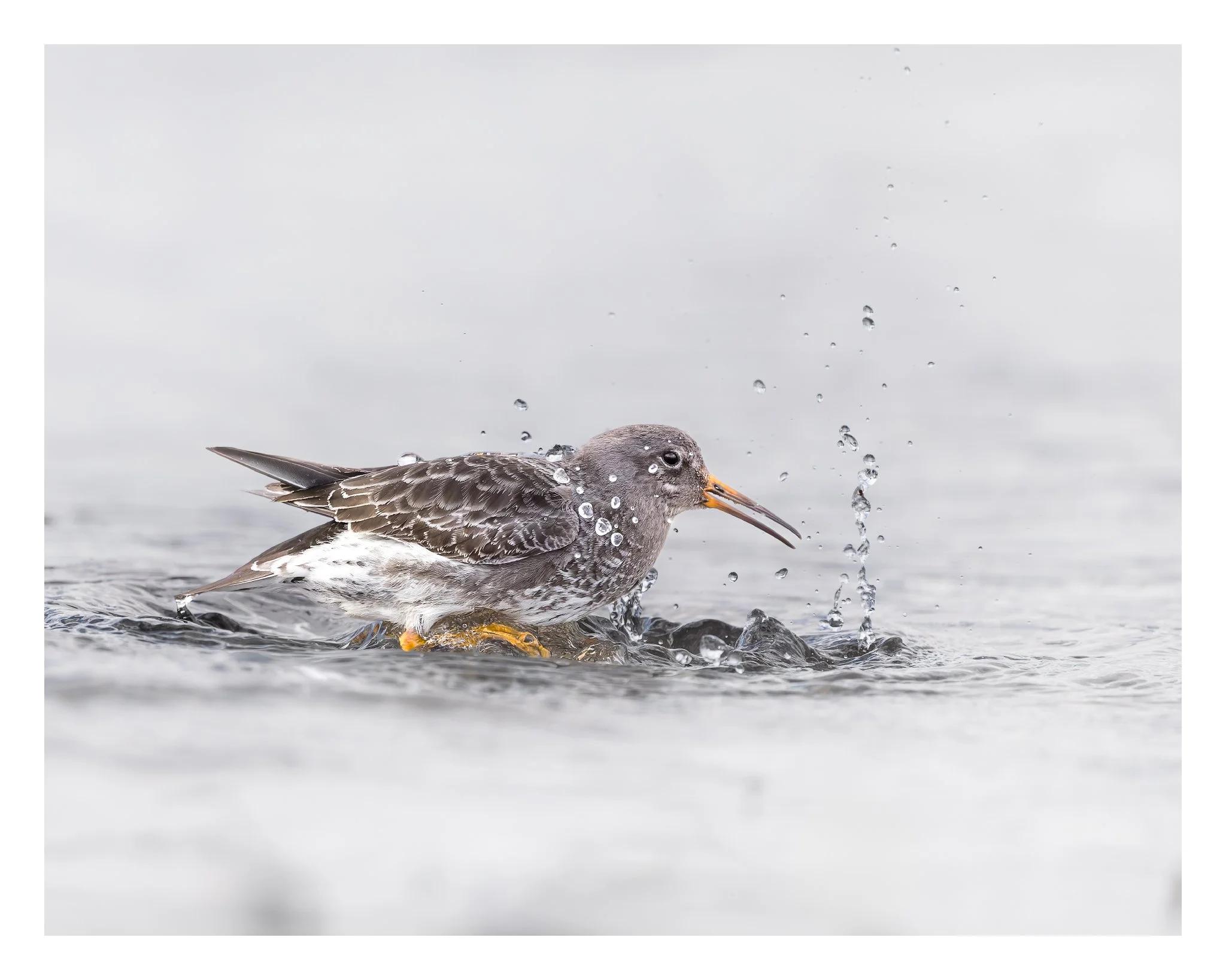 Fjærplytt Trondheim Canon R5 mark 2 Canon RF 100 500 versjon 2_Fixed Width_2048x1638_U_210.jpg