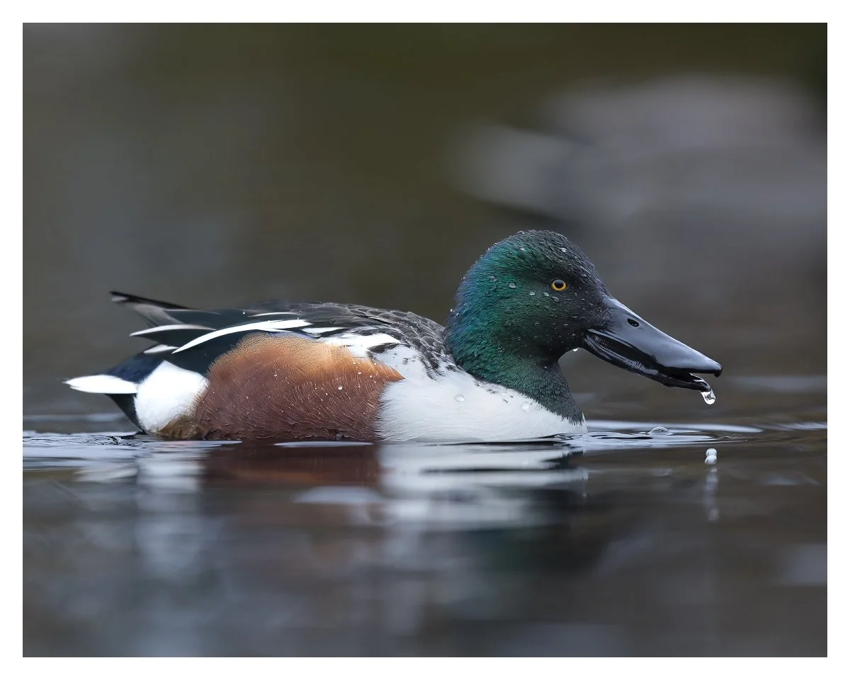 _49A3489-DxO_DeepPRIME XD2s copy_Facebook_1200x960_U_140.jpg