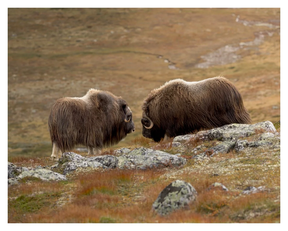 _59A5848-DxO_DeepPRIME XD2s_XD_Facebook_1200x960_U_120.jpg