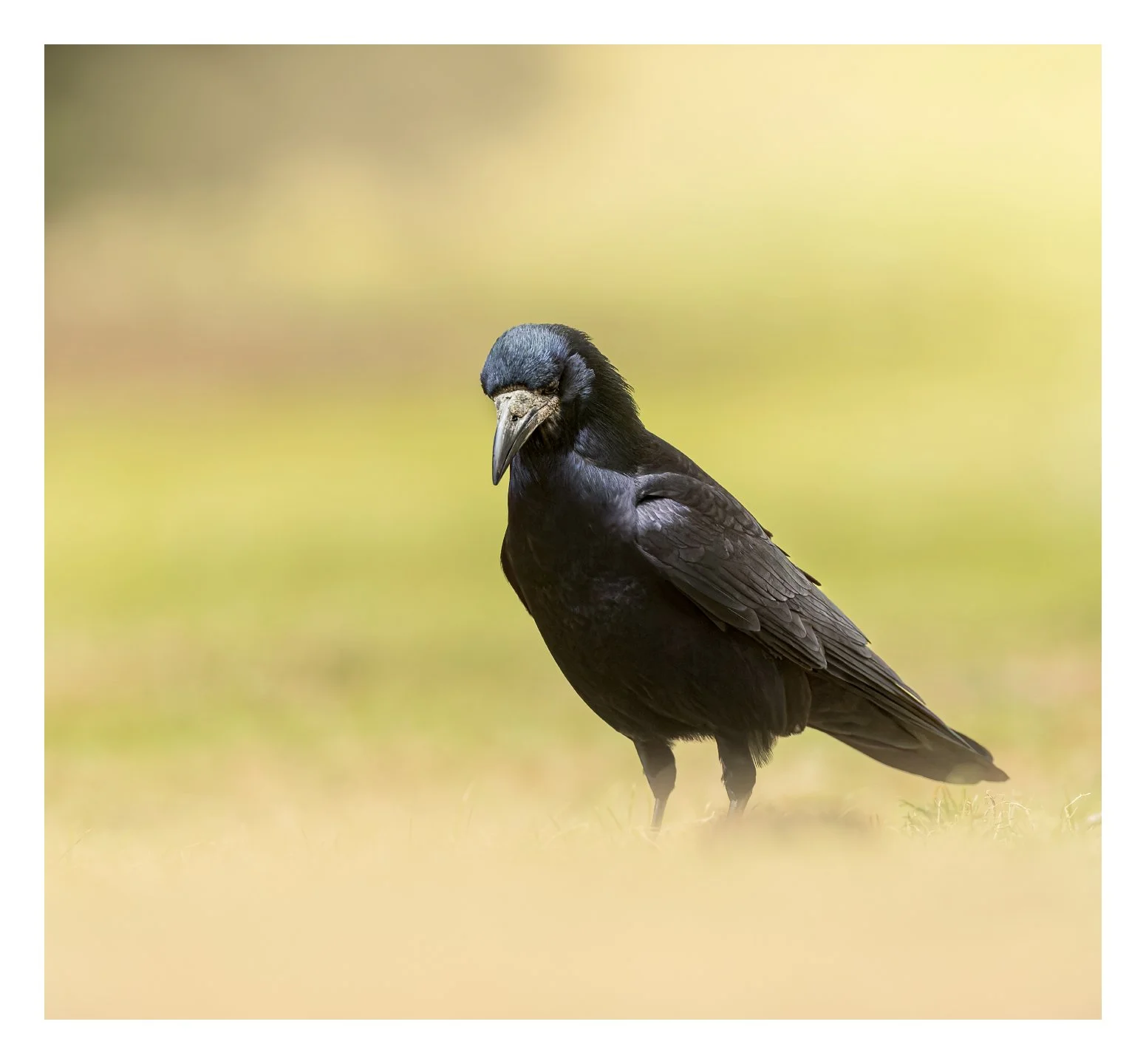 _5M27082-DxO_DeepPRIME XD3_Resize to fit_1551x1440_U_210.jpg