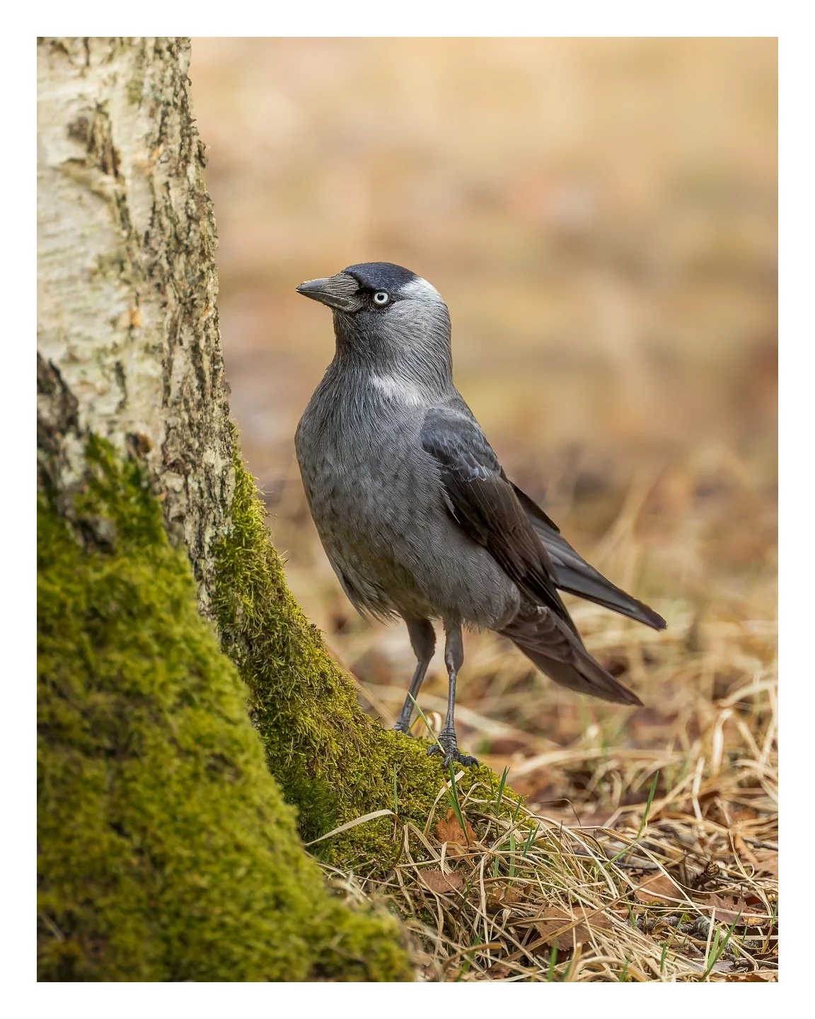 _5M27484-DxO_DeepPRIME XD3_Resize to fit_1152x1440_U_210.jpg