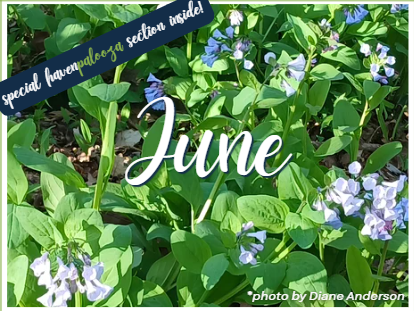 News &amp; Dos - June 2026