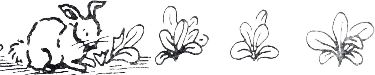 Line drawing of a rabbit beside four clusters of leaves or flowers.