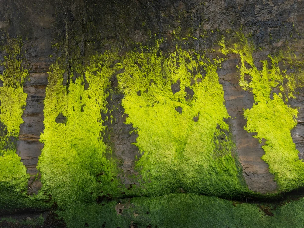 Nutrients From The Sea