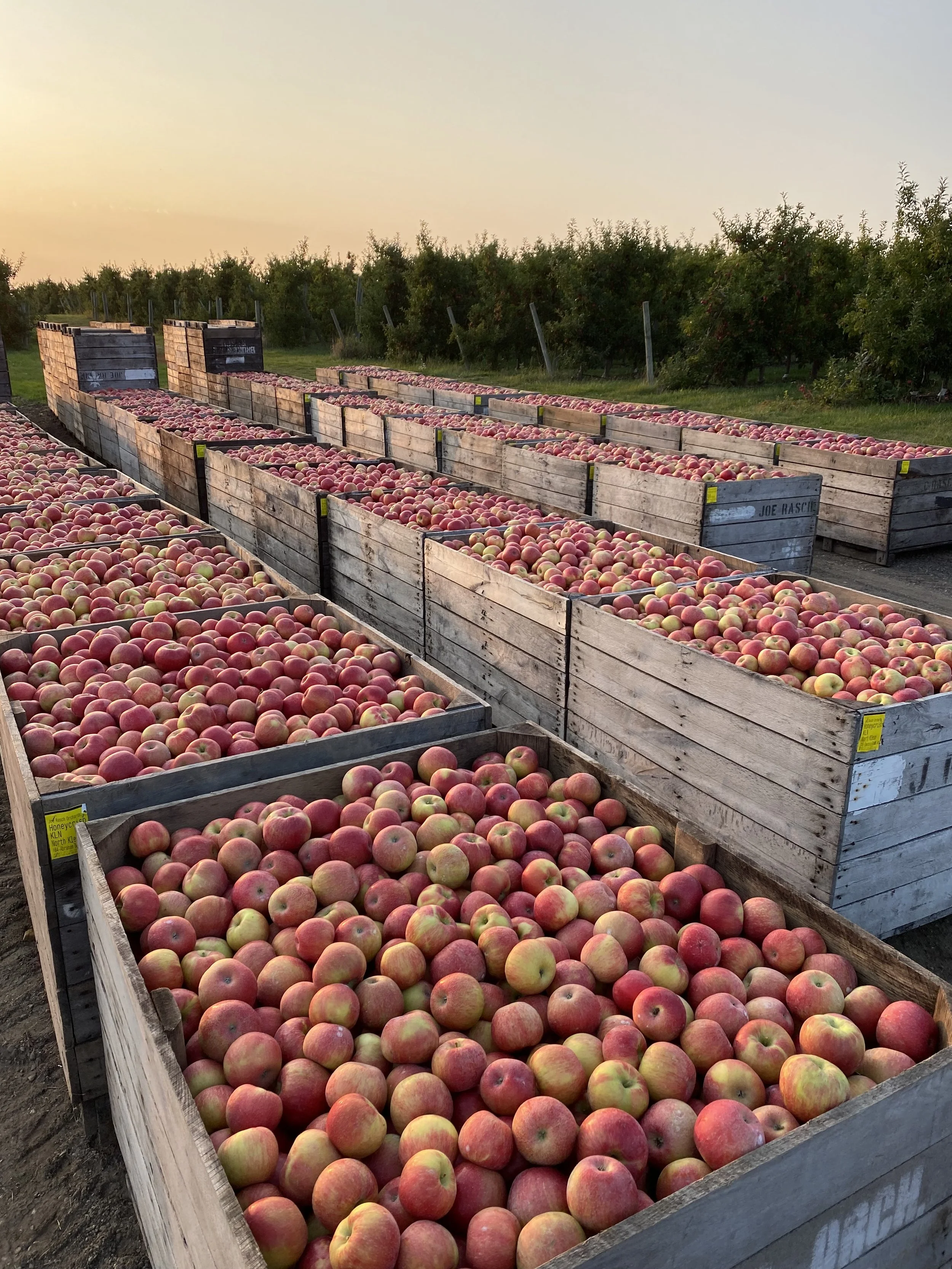 Our Apples — Joe Rasch Orchards