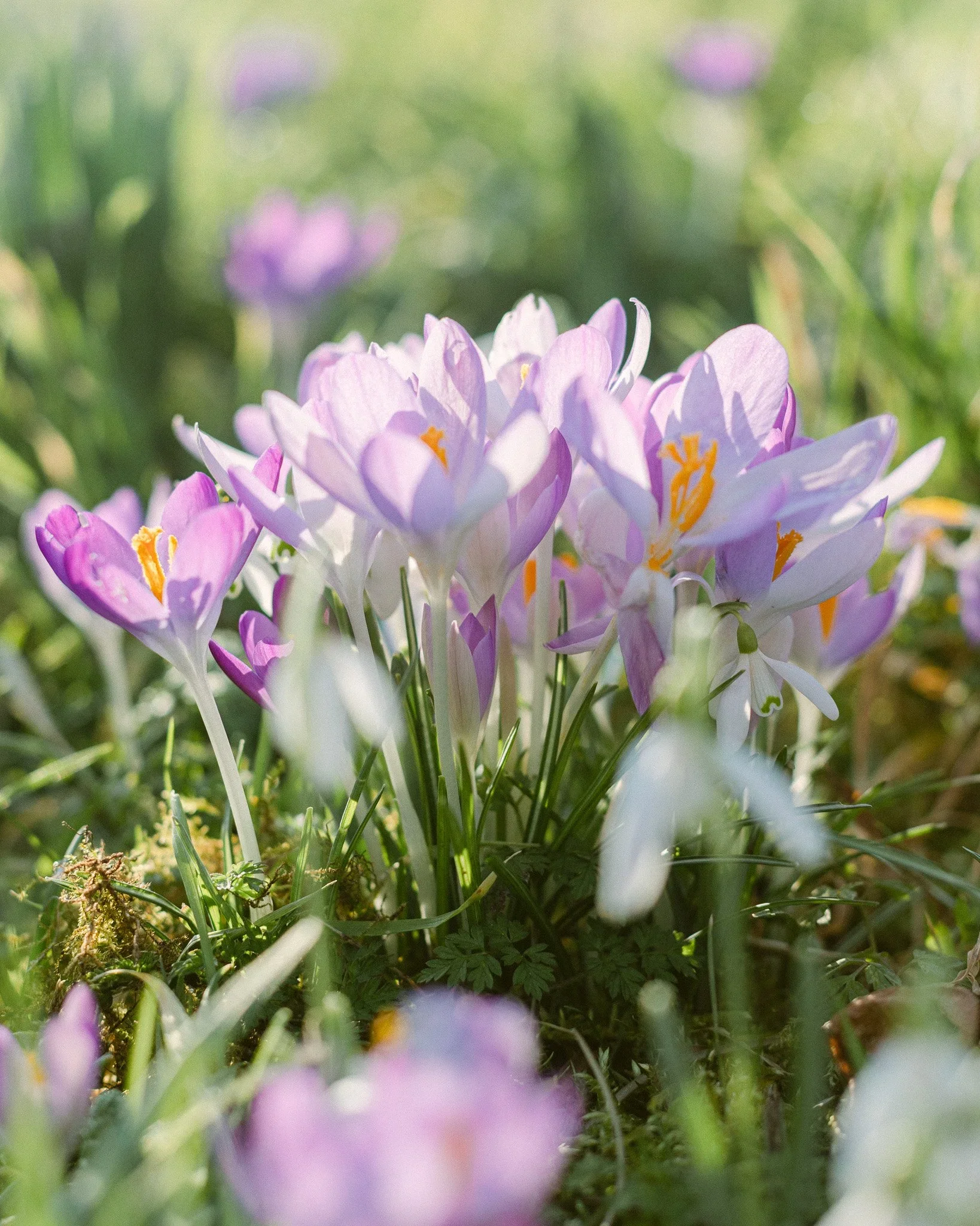 The Joyful Almanac - February