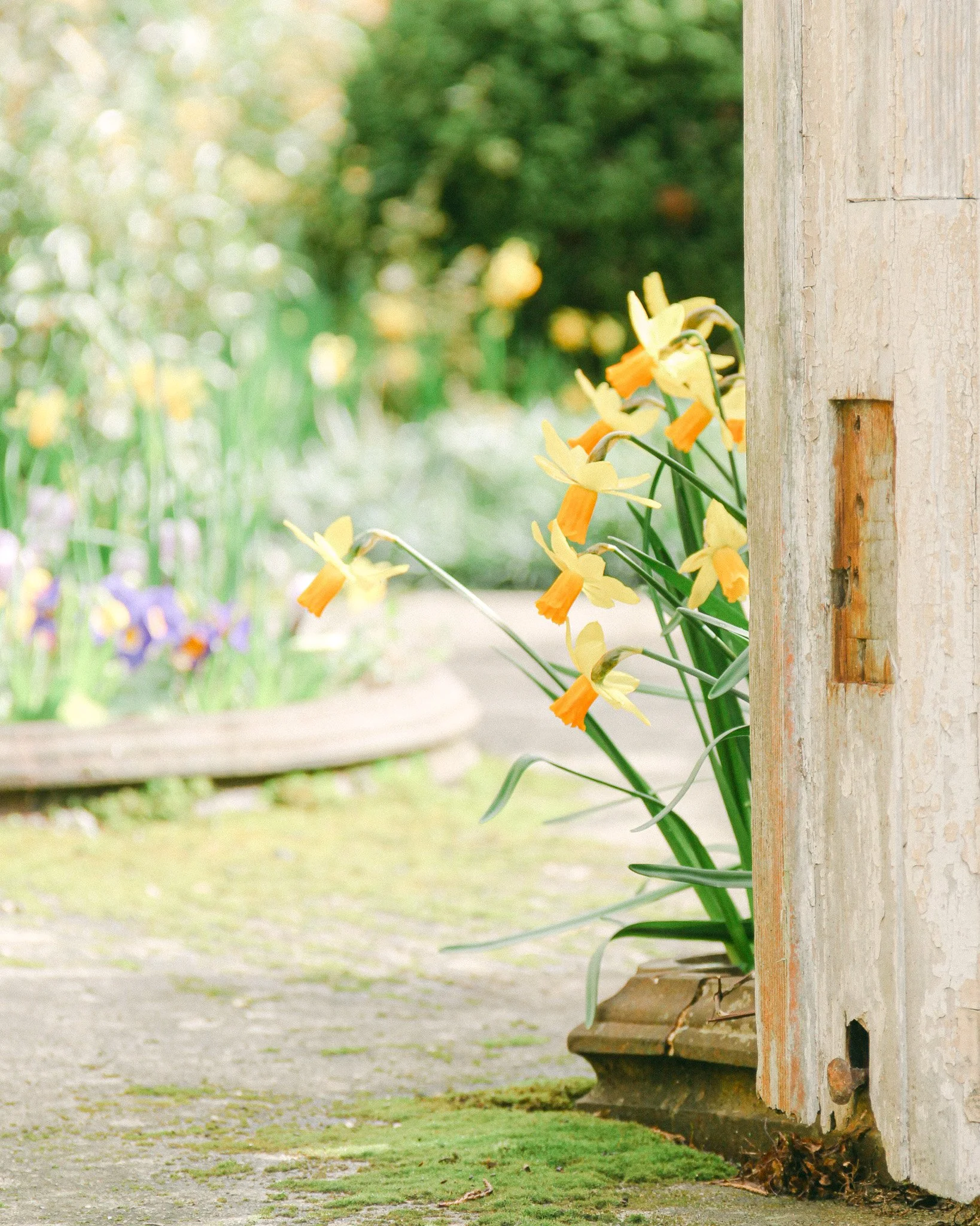 The Joyful Almanac - March