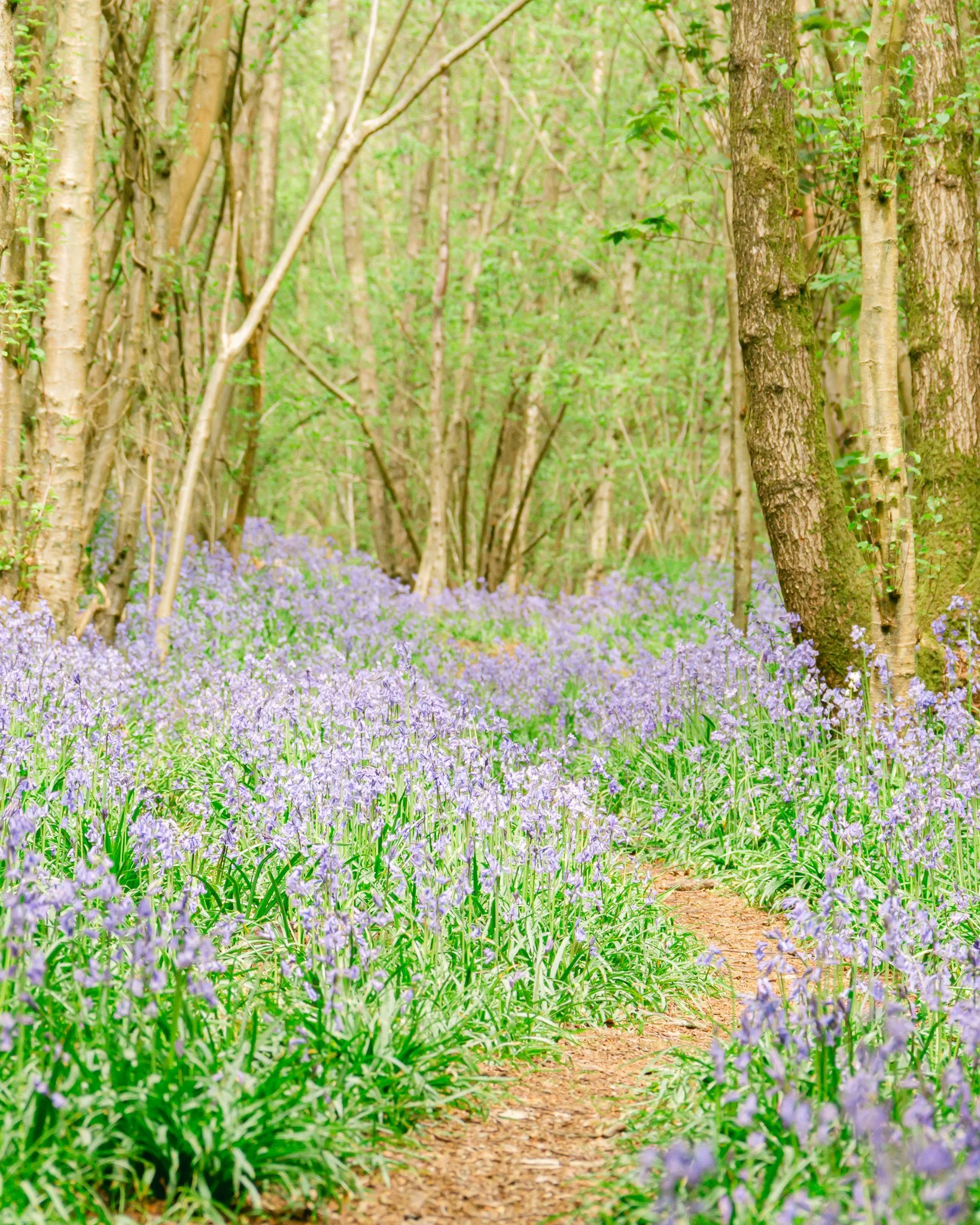 The Best Spring Picnic Spots in Somerset 