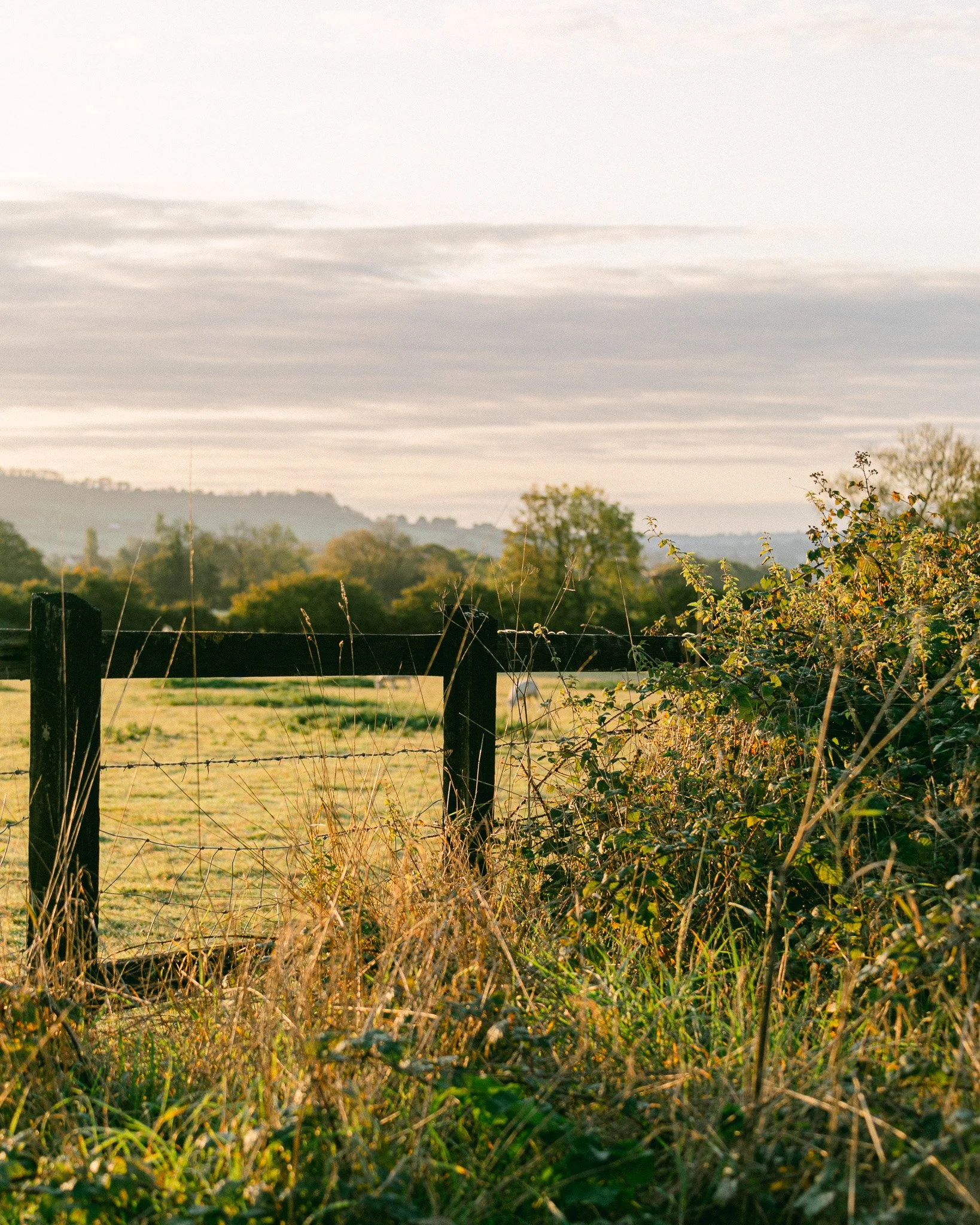 The Best Picnic Spots in Somerset: A Local's Complete Seasonal Guide