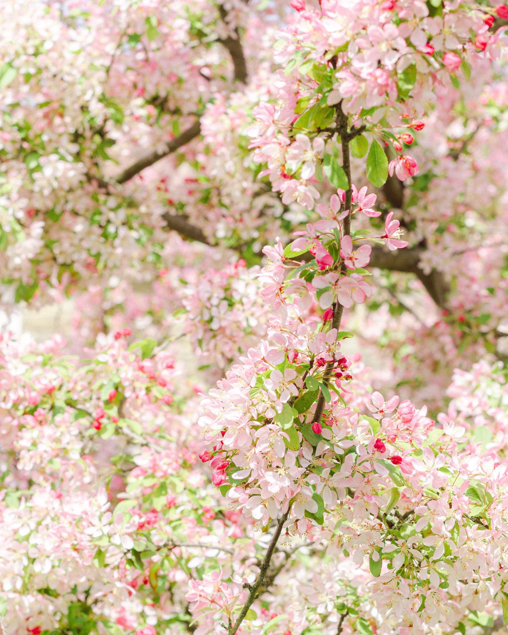 The Joyful Almanac - April