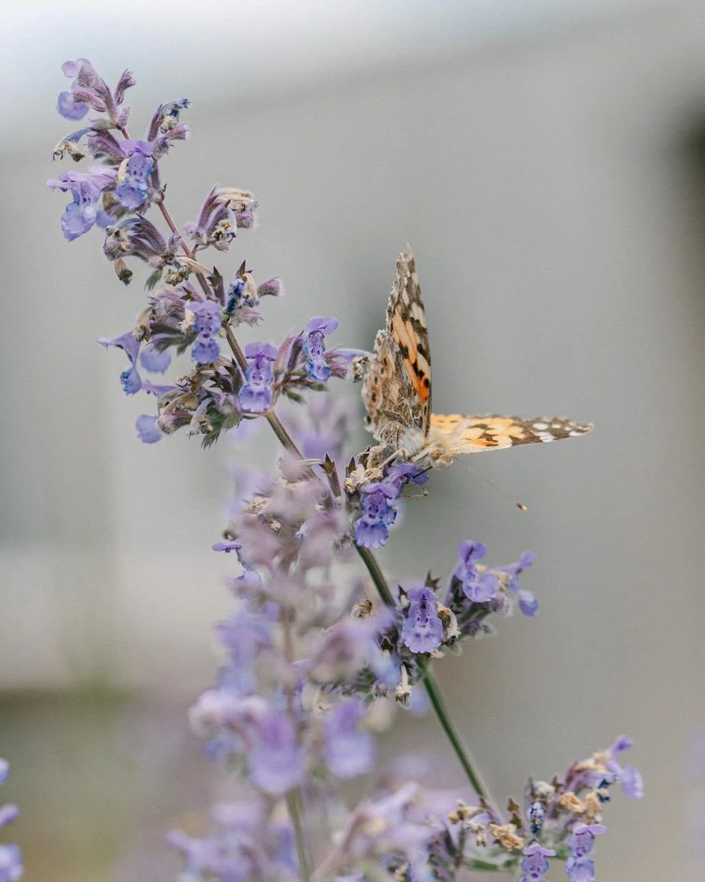 Things that bring me joy?!? My camera &hellip; gave her a bit of a dust off and sat among the catmint. 🐝🦋 

#somersetlife #mygarden #macrolove
