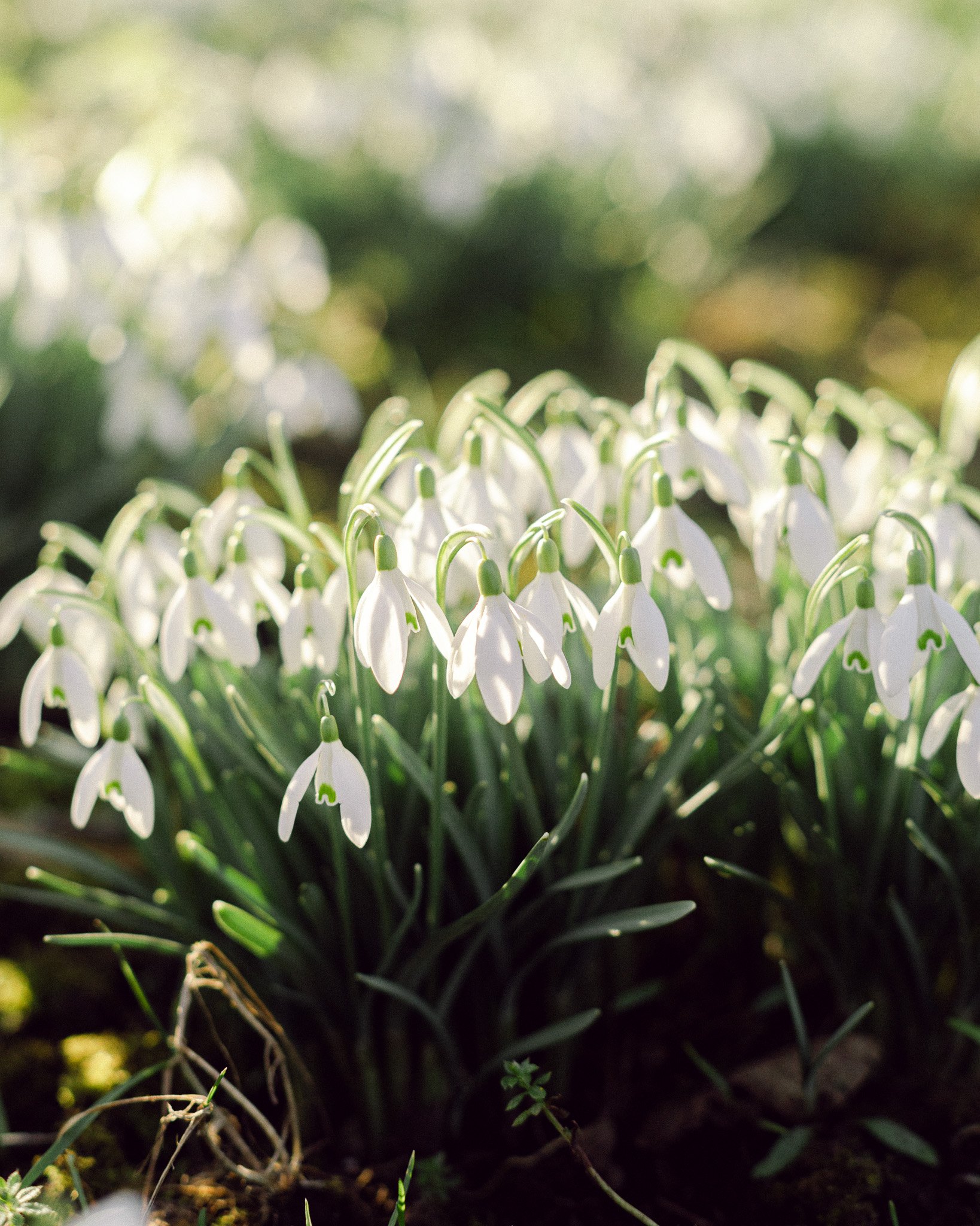Snow drops bathed in February sunlight by Gemma Duck