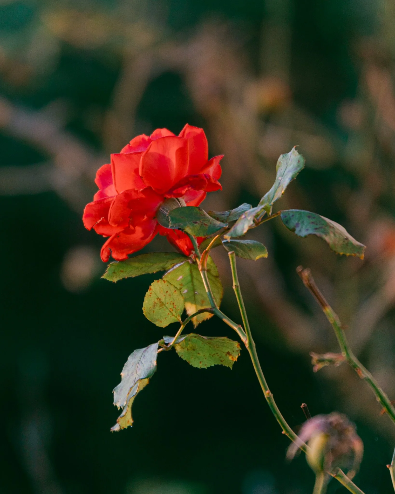 597A4797.jpg